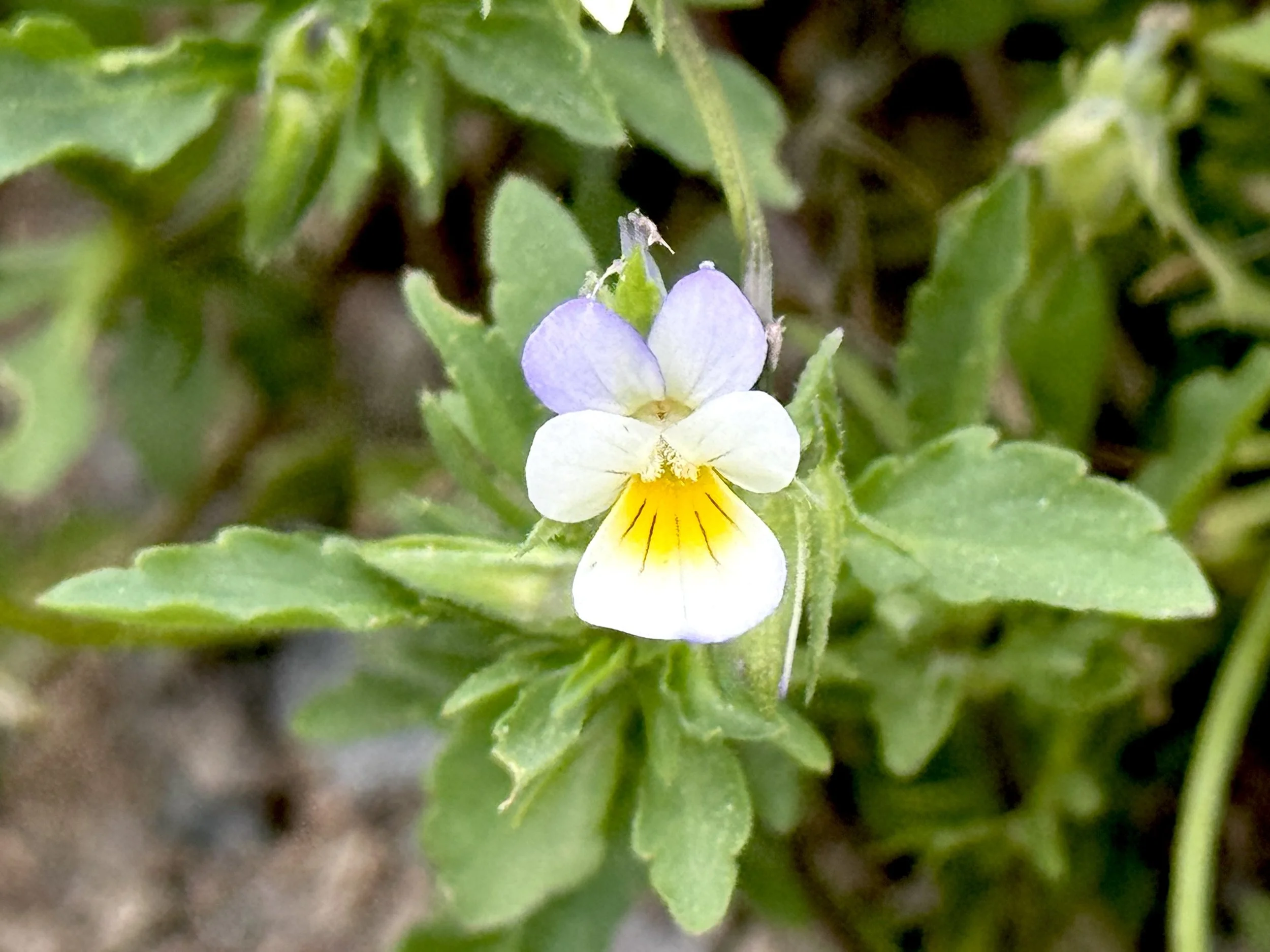 field pansy
