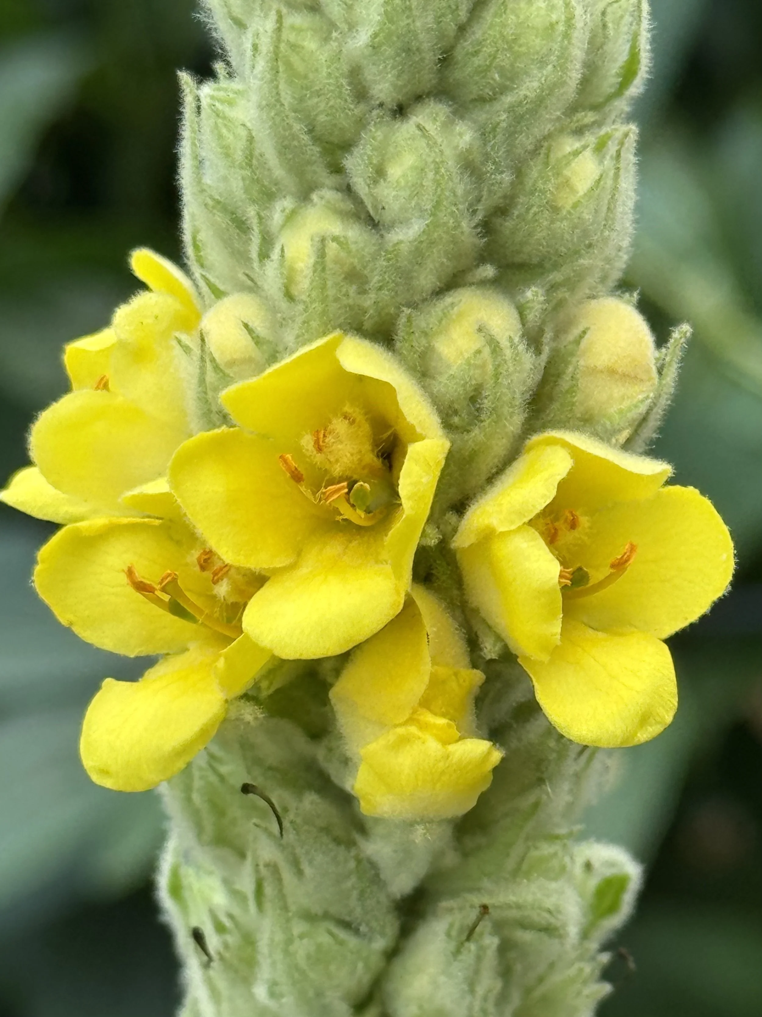 mullein