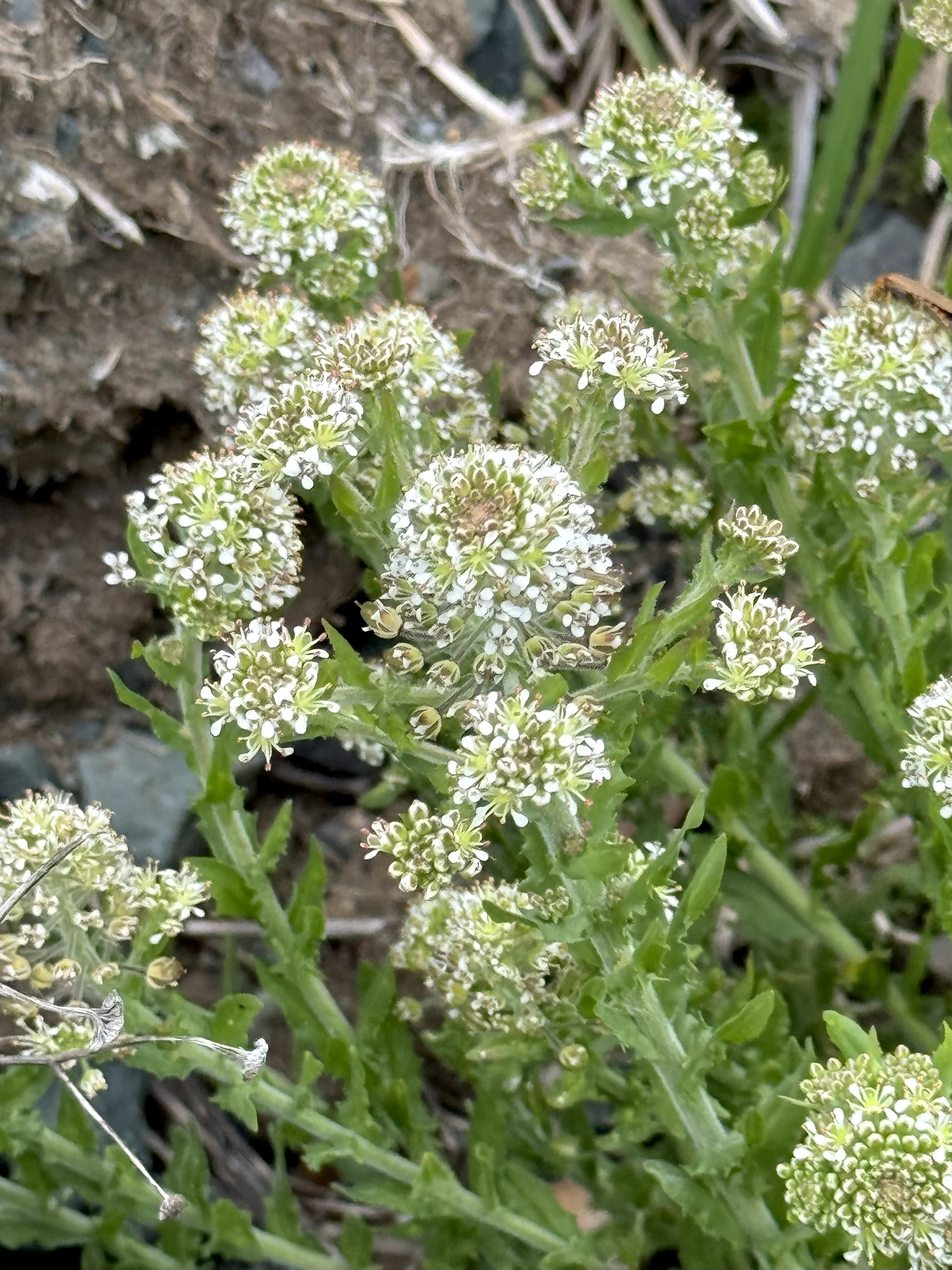 peppergrass (field cress)