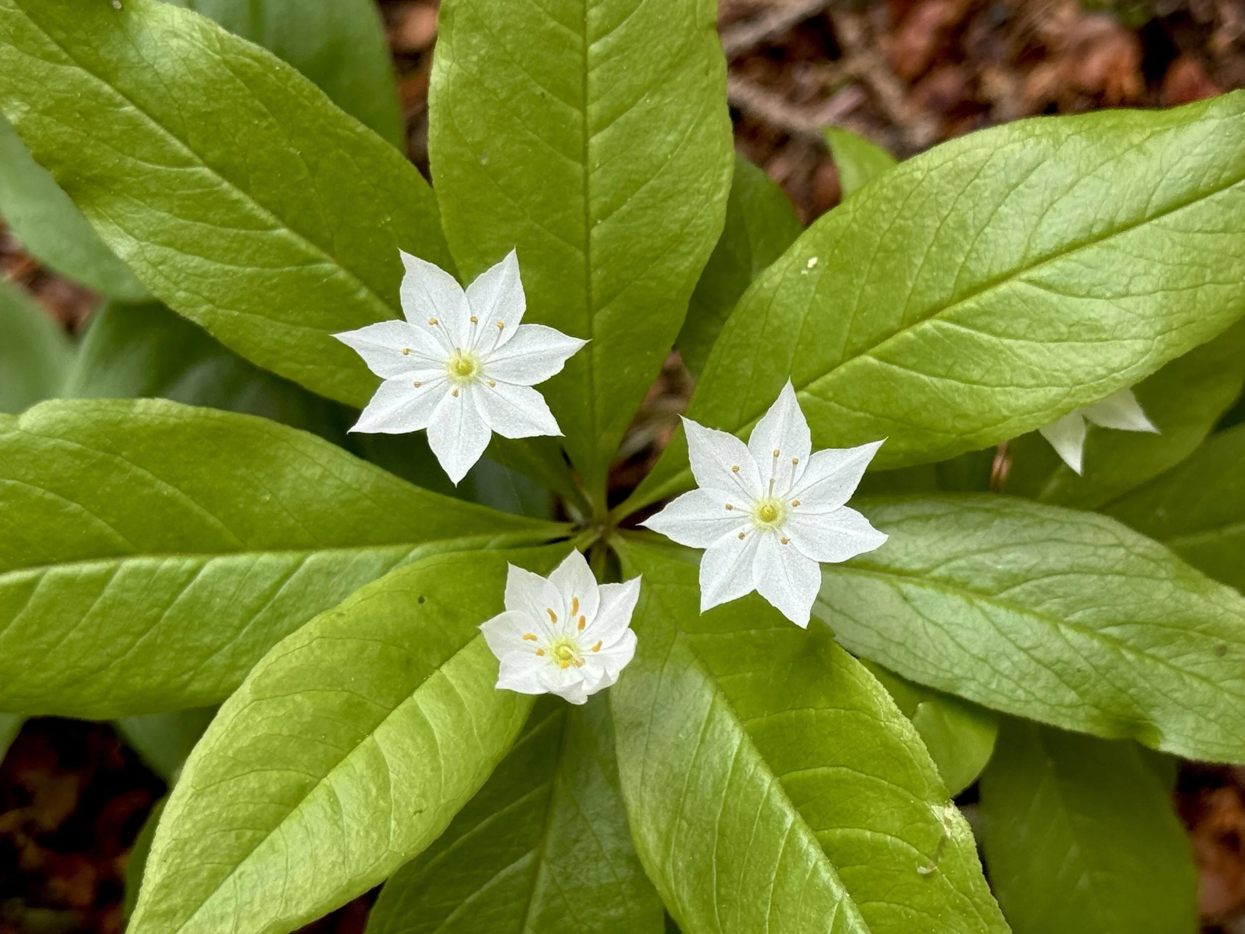 starflower