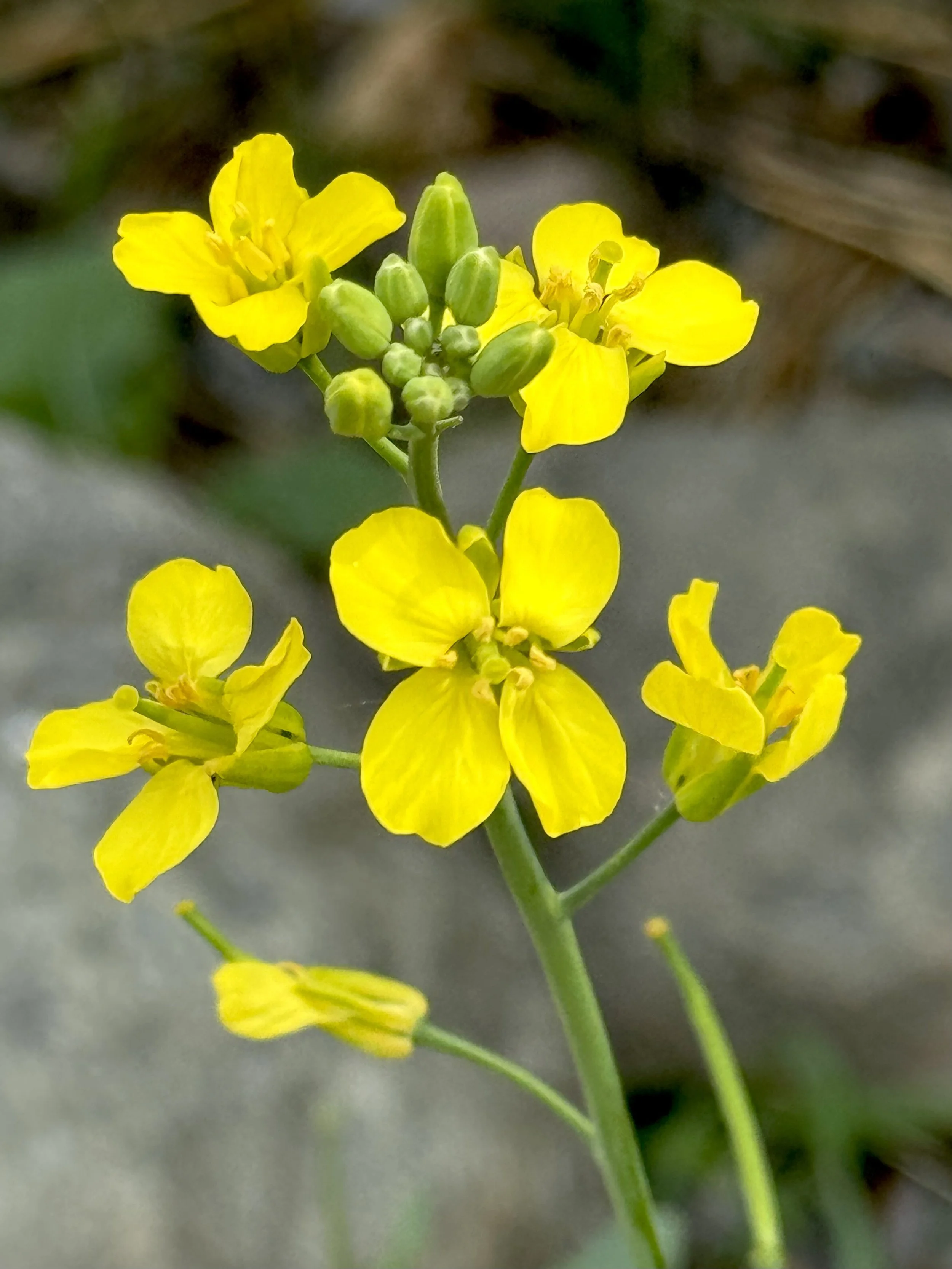 field mustard