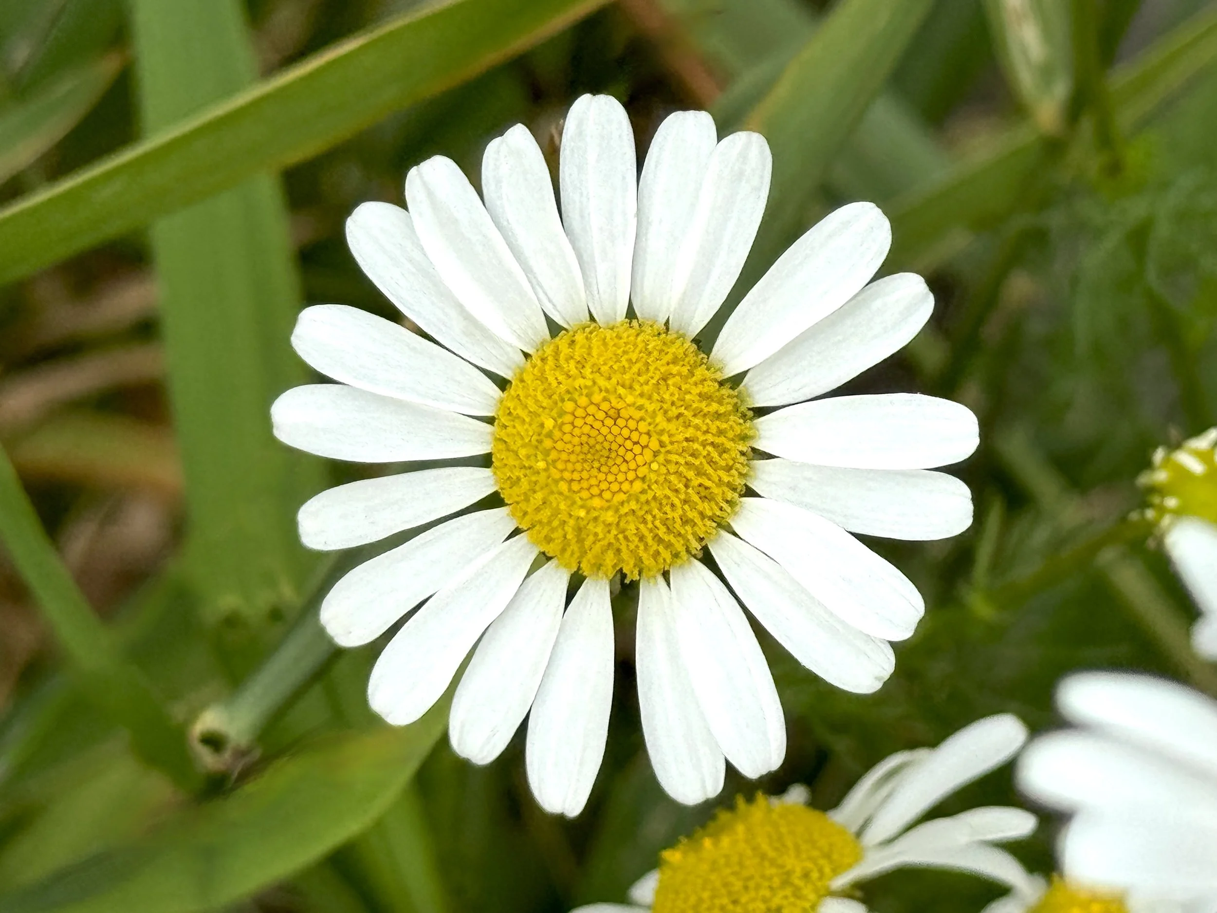 scentless chamomile