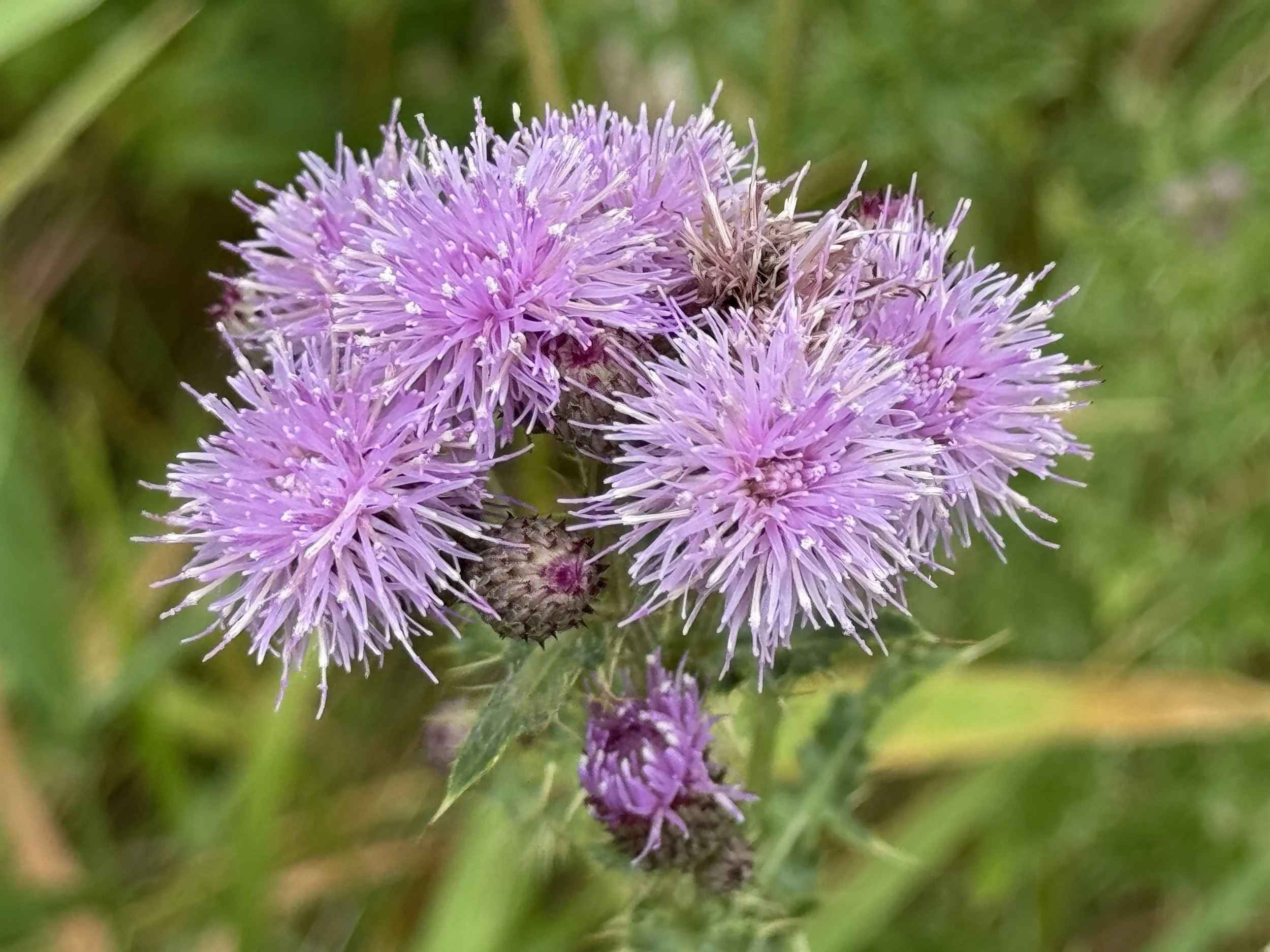 Canada thistle
