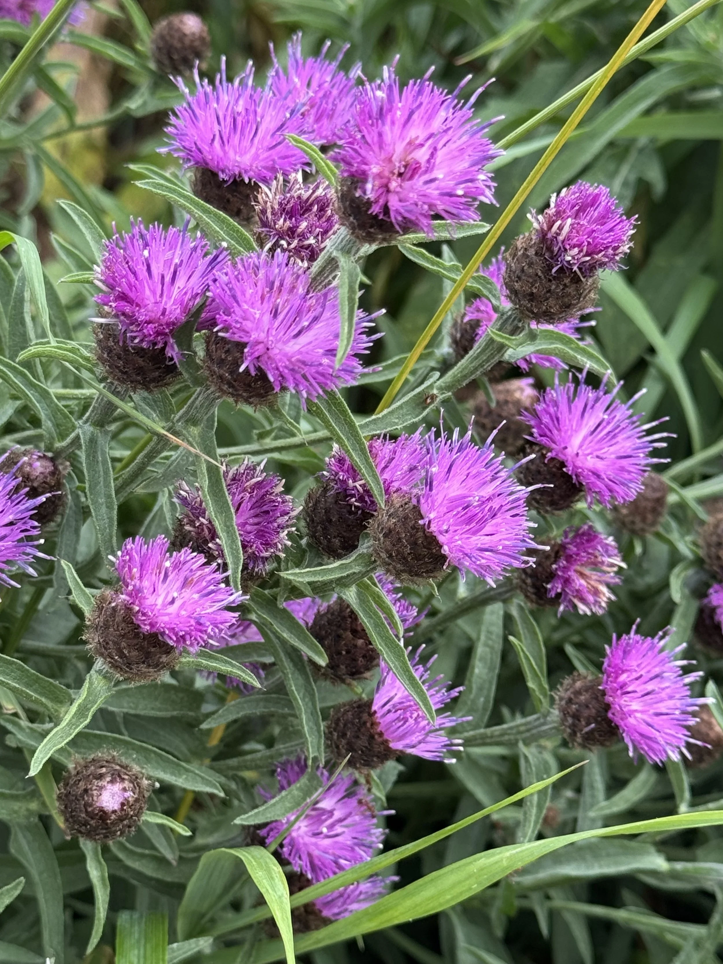 black knapweed