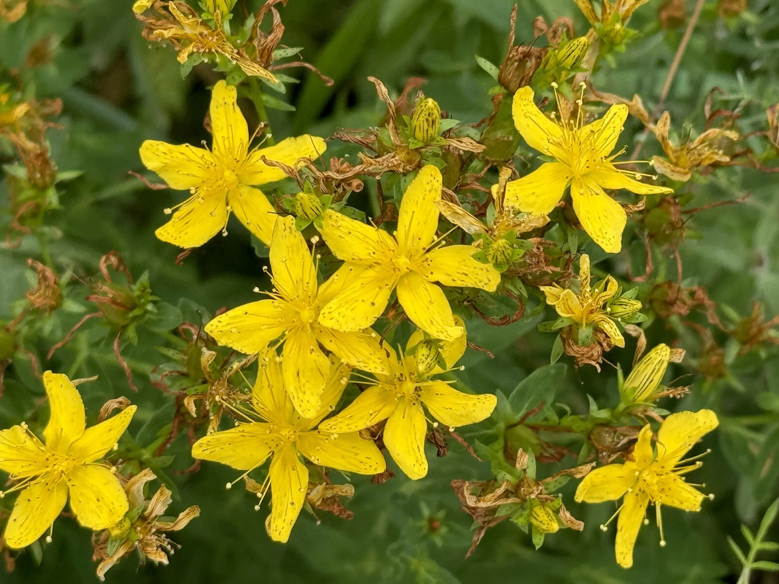 St. John's-wort