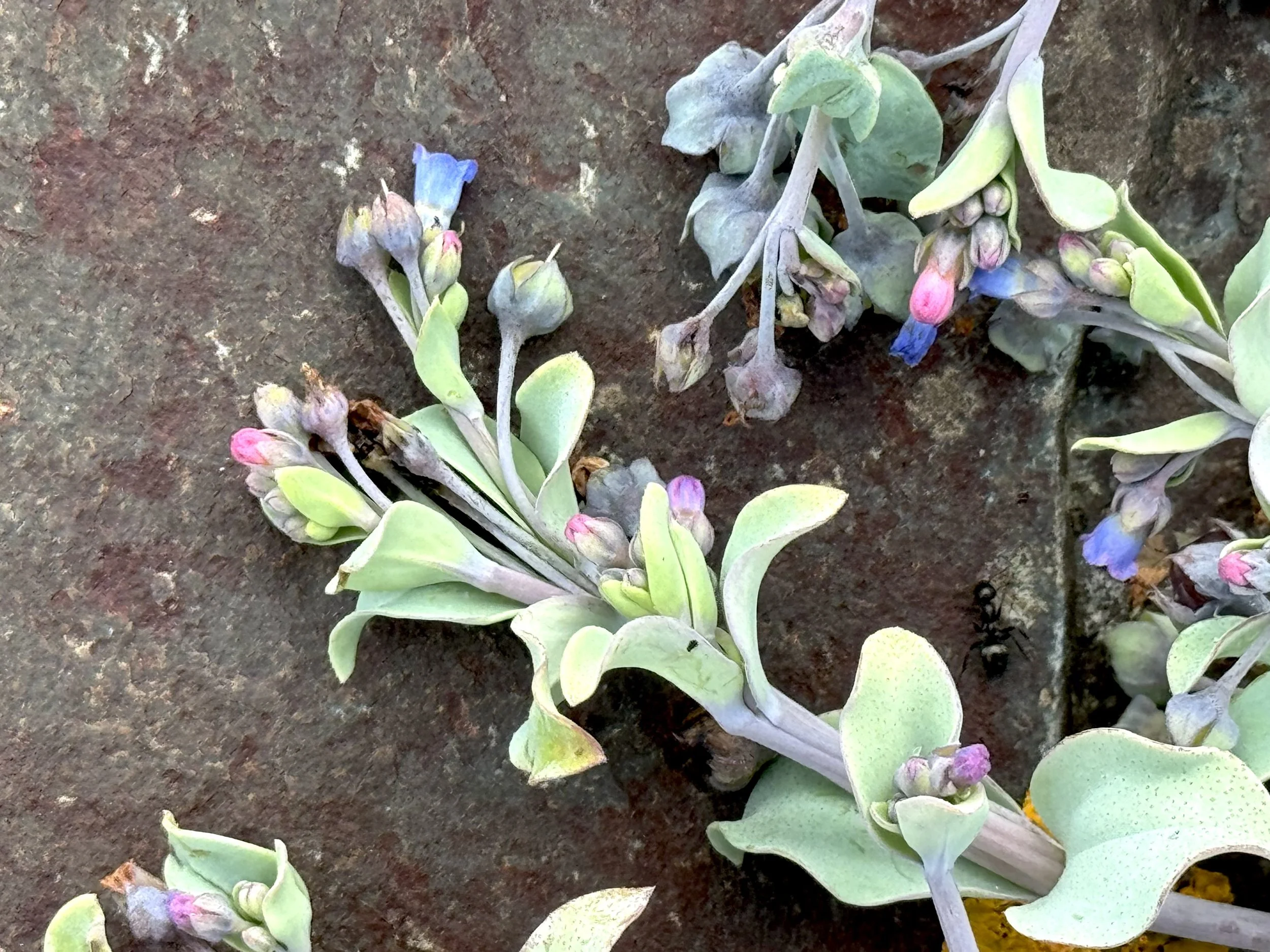 sea lungwort (oysterleaf)