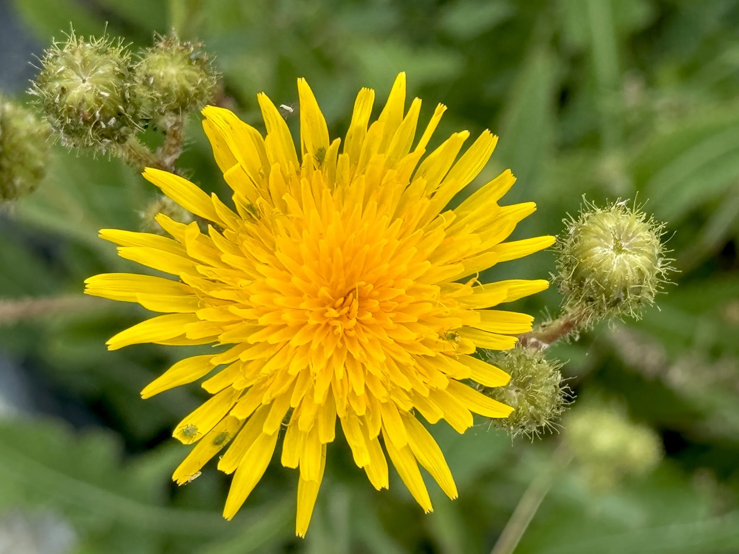 perennial sow-thistle