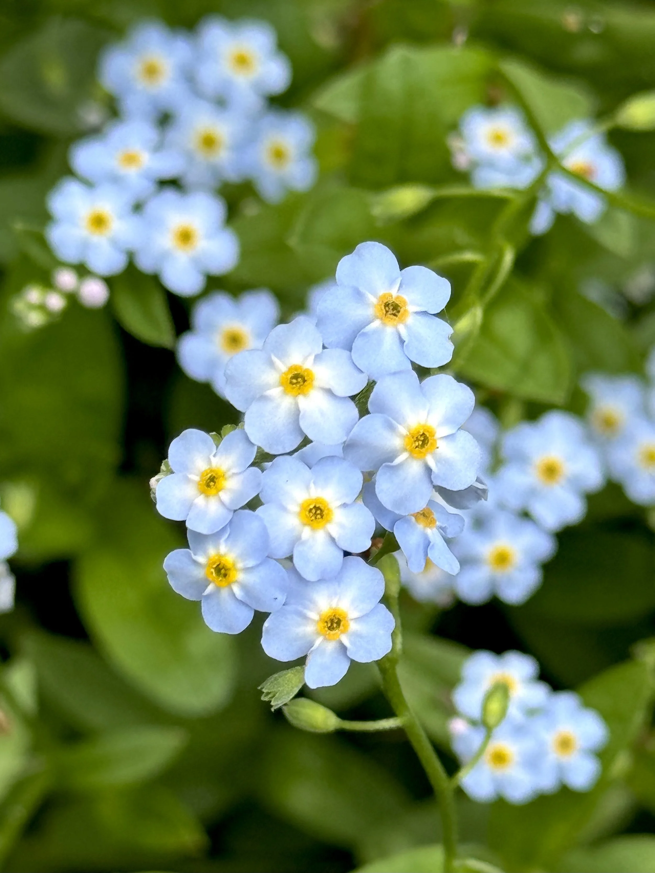 forget-me-not