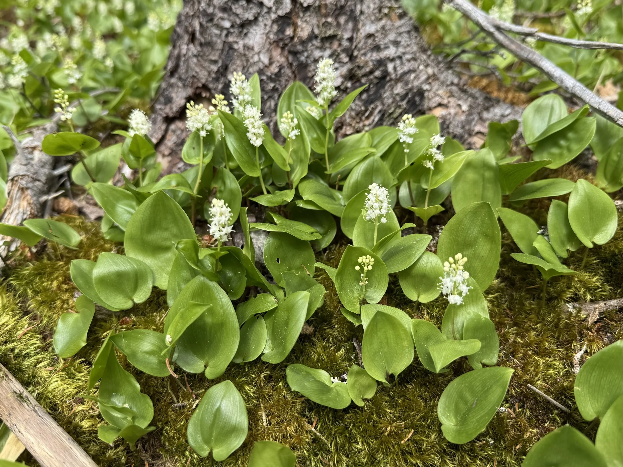 wild lily-of-the-valley