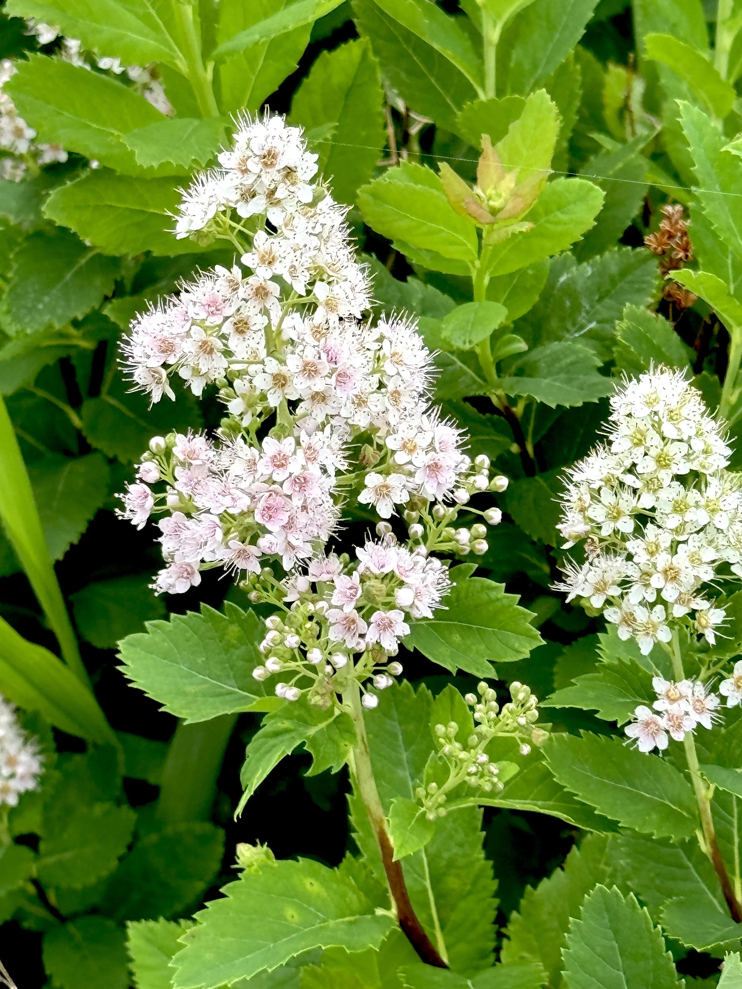 meadowsweet / spiraea (pink flowers)