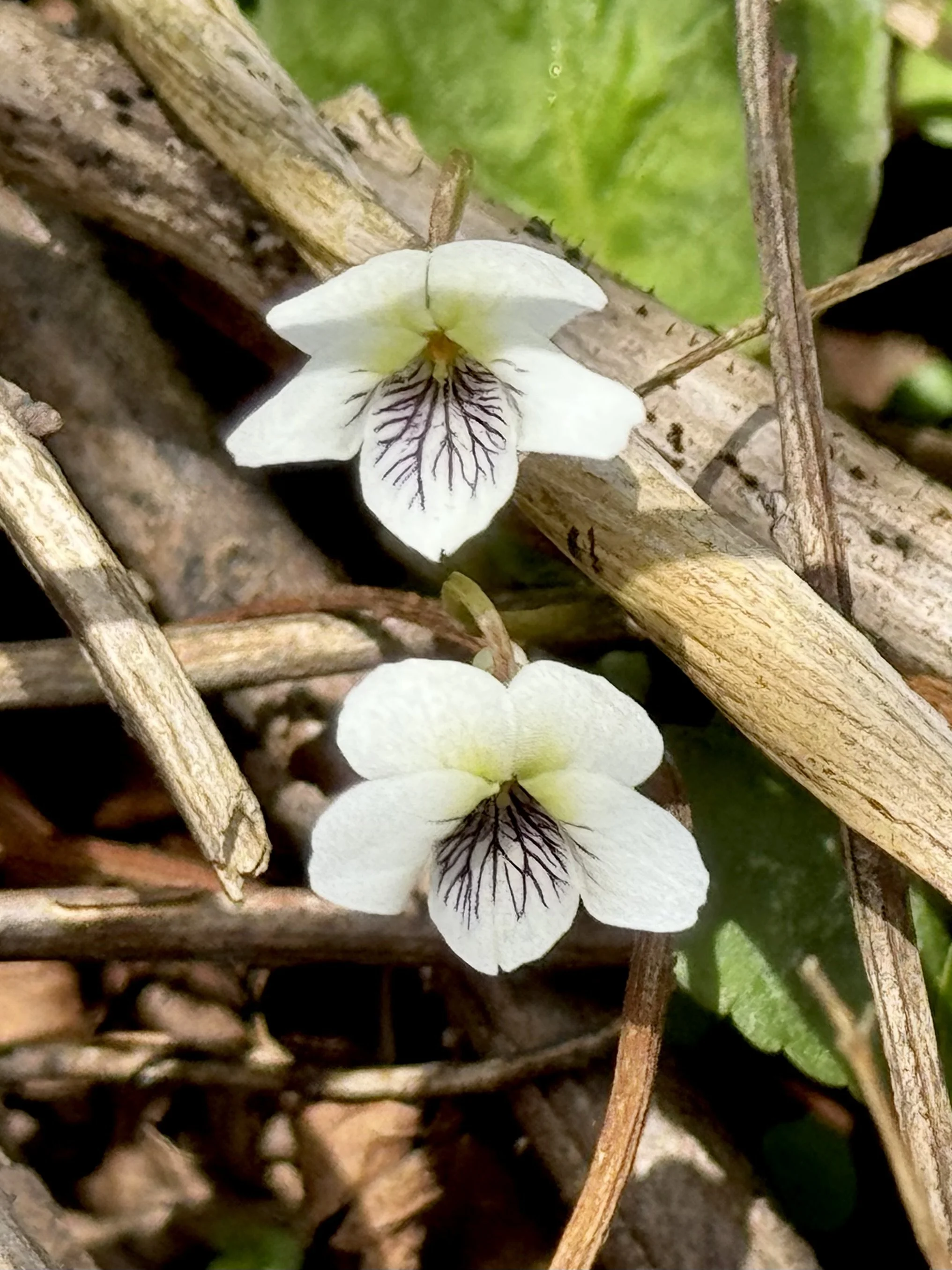 white violet