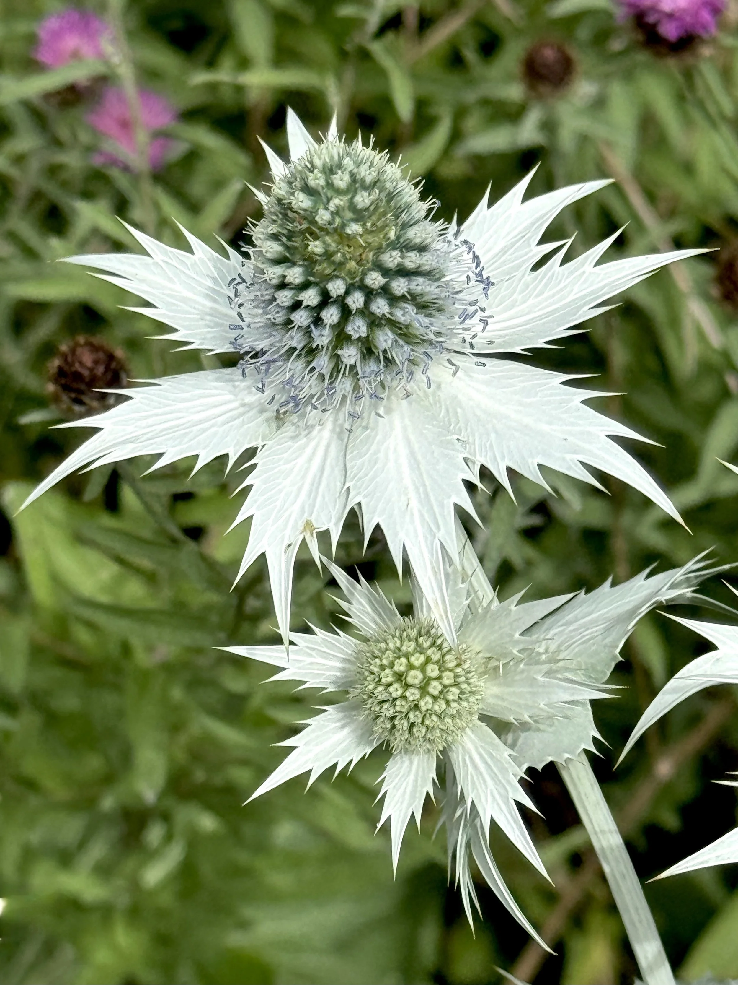 sea holly