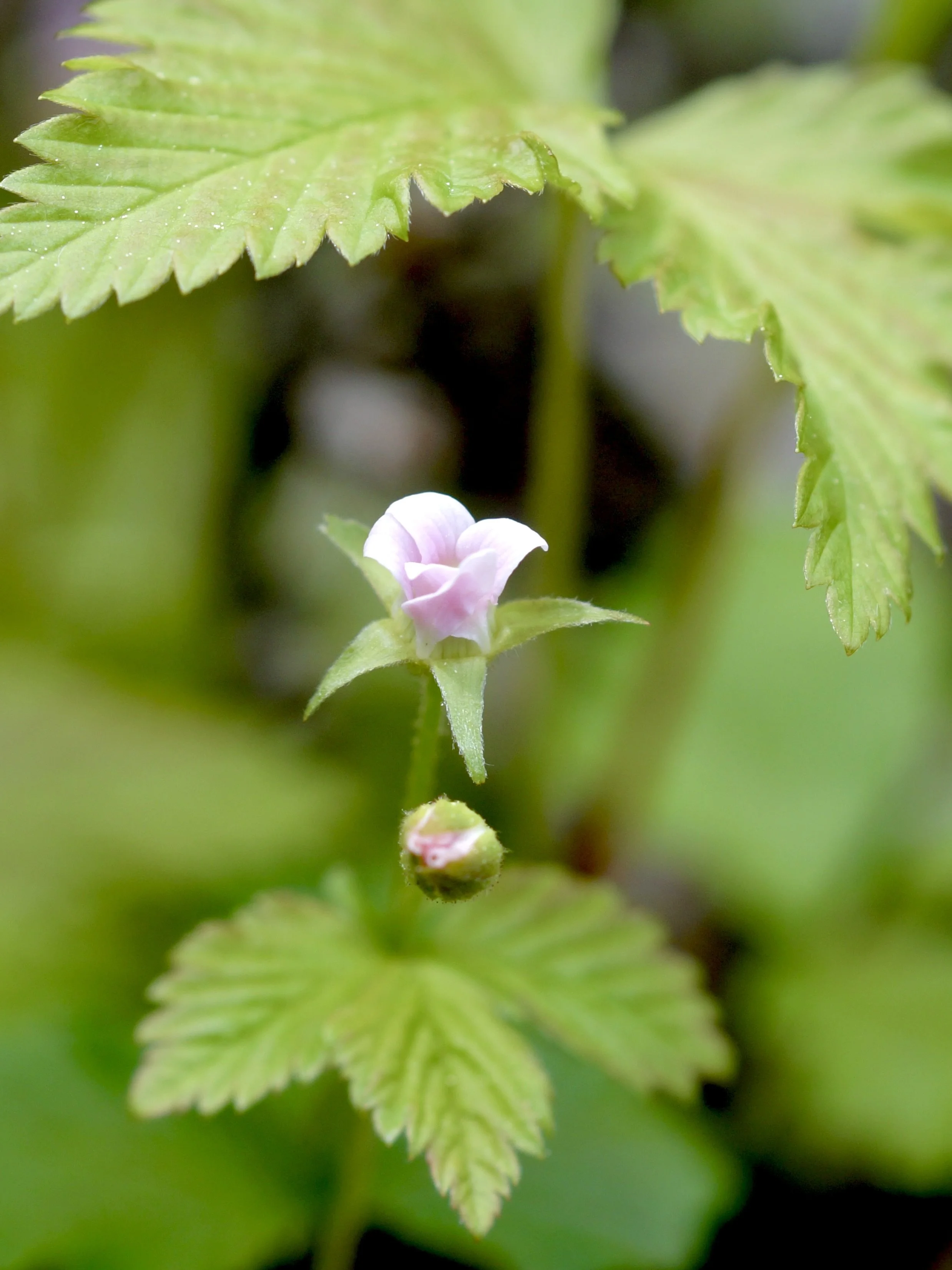 dewberry
