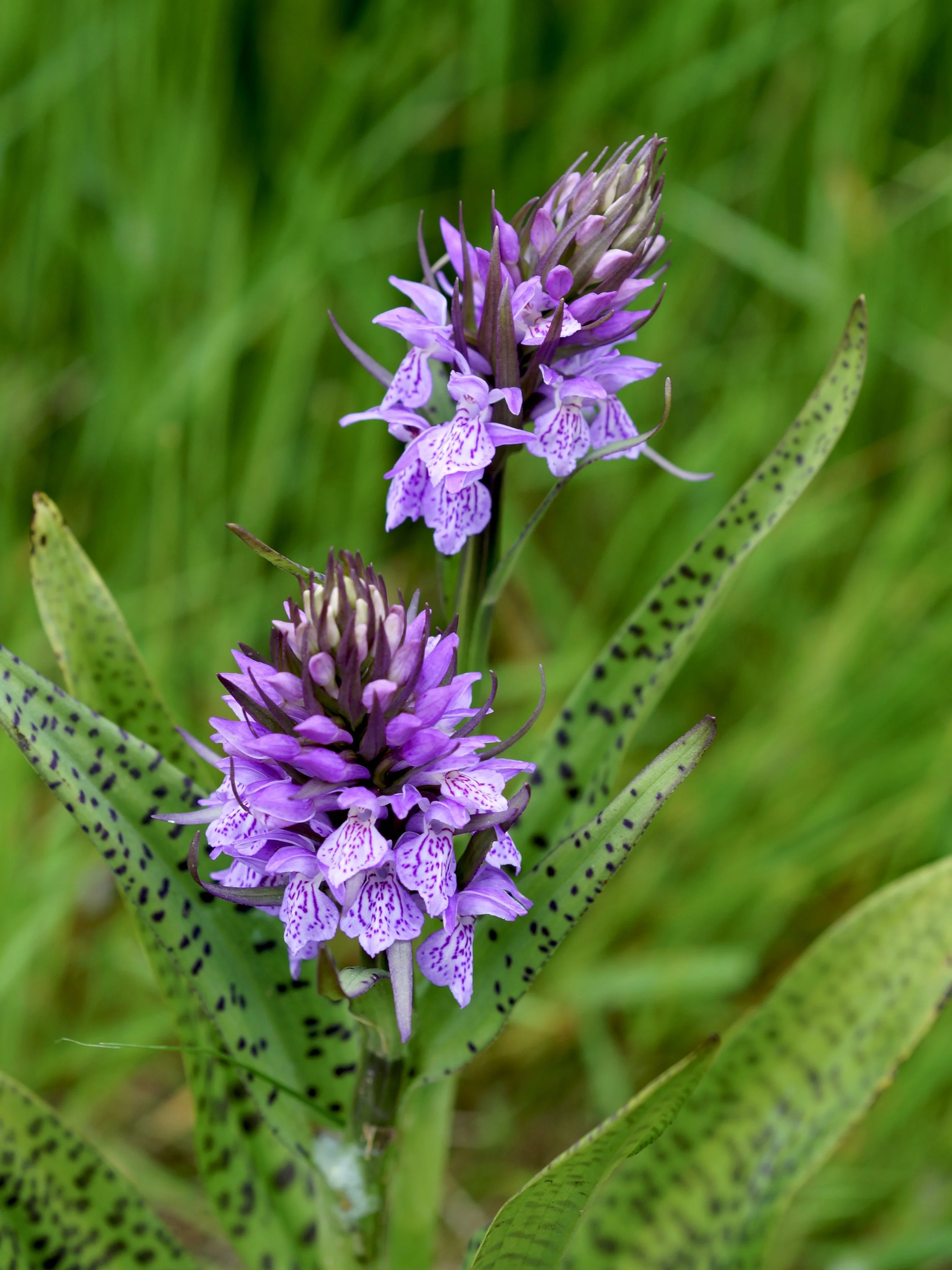 leopard marsh orchid