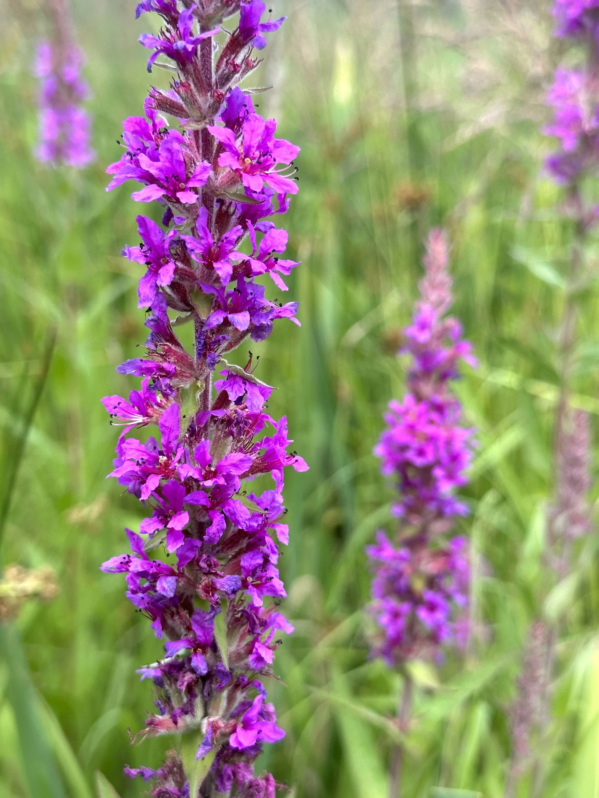 purple loosestrife