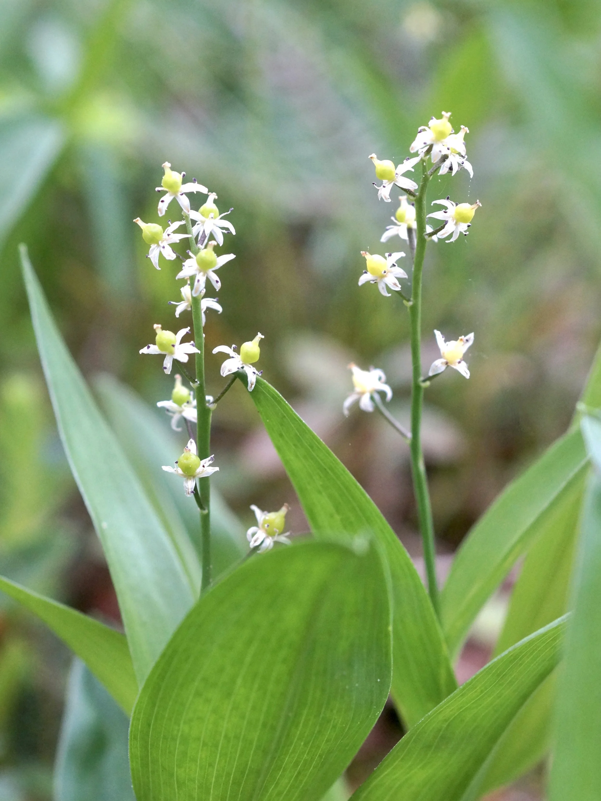 three-leaved false lily-of-the-valley