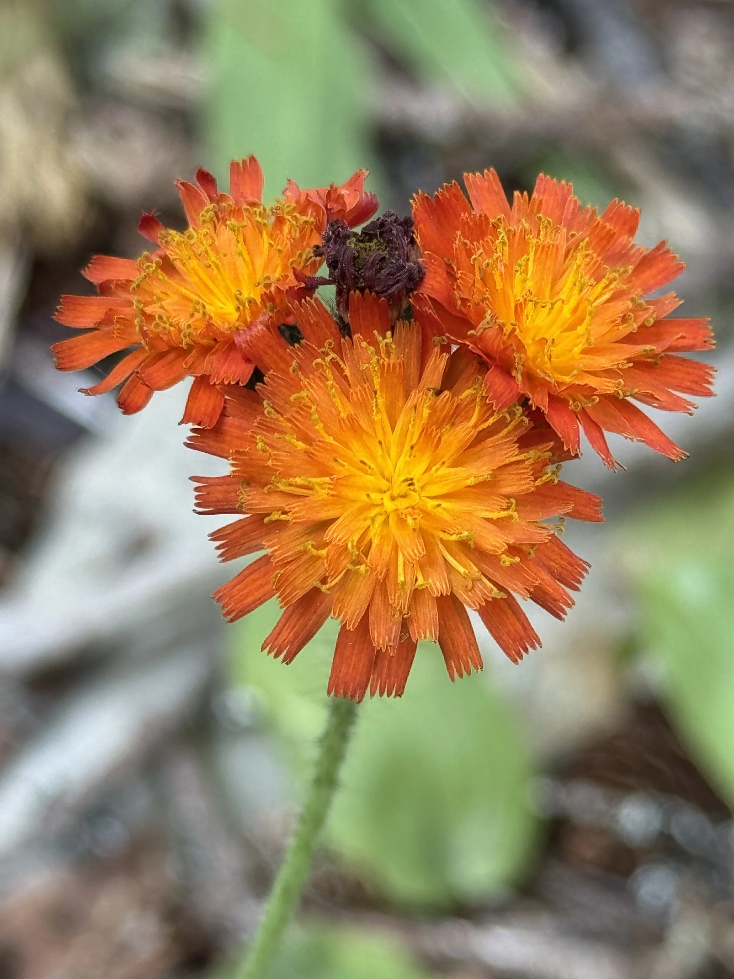 orange hawkweed