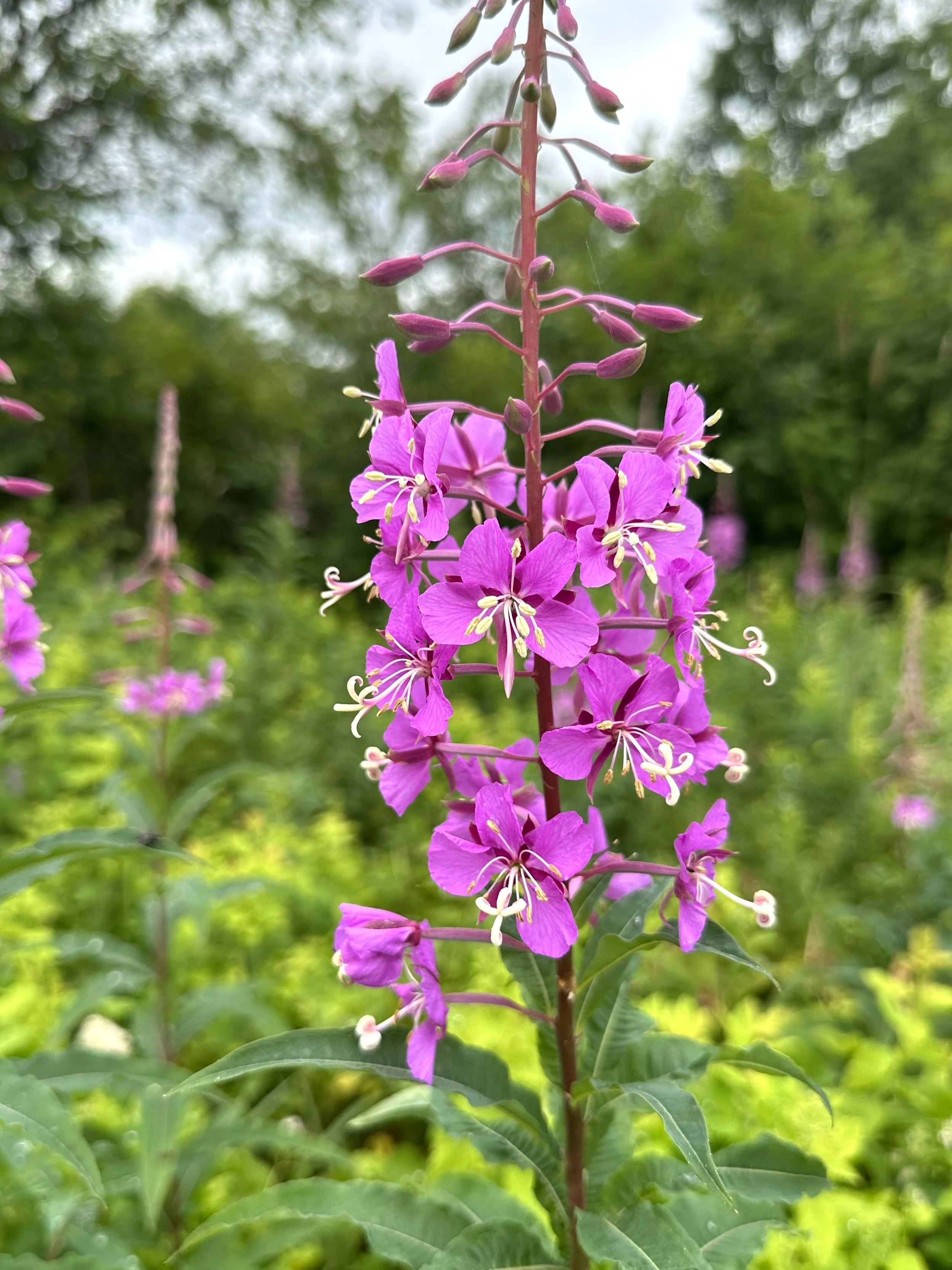 fireweed