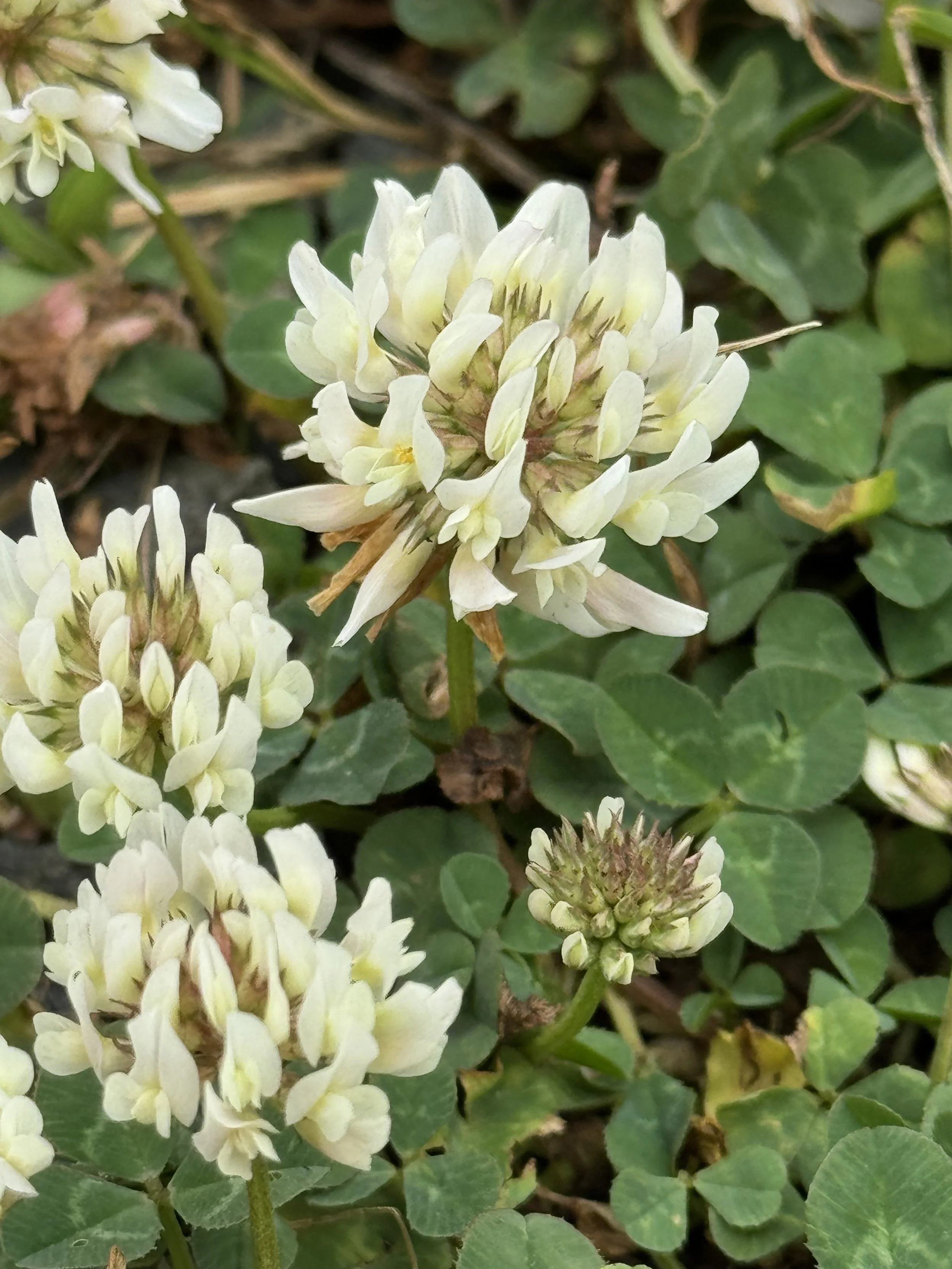 white clover