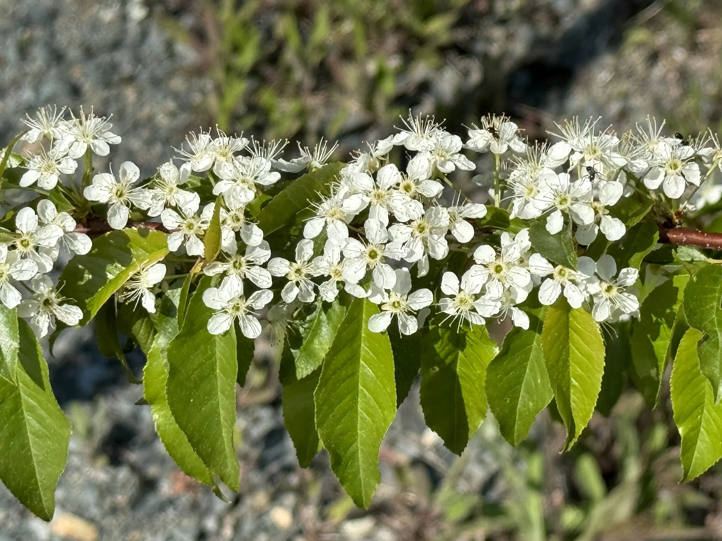 pin cherry