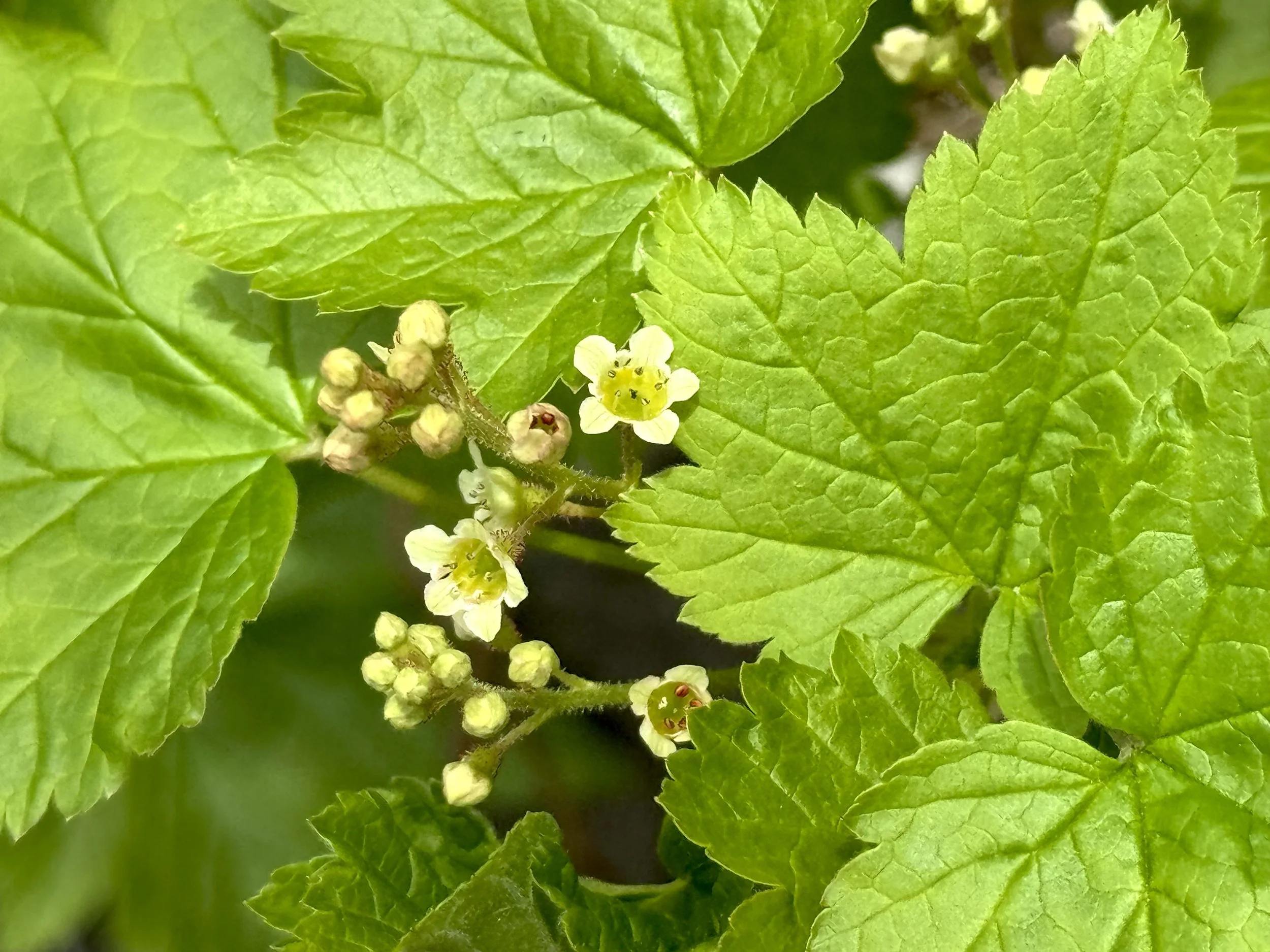 skunk currant