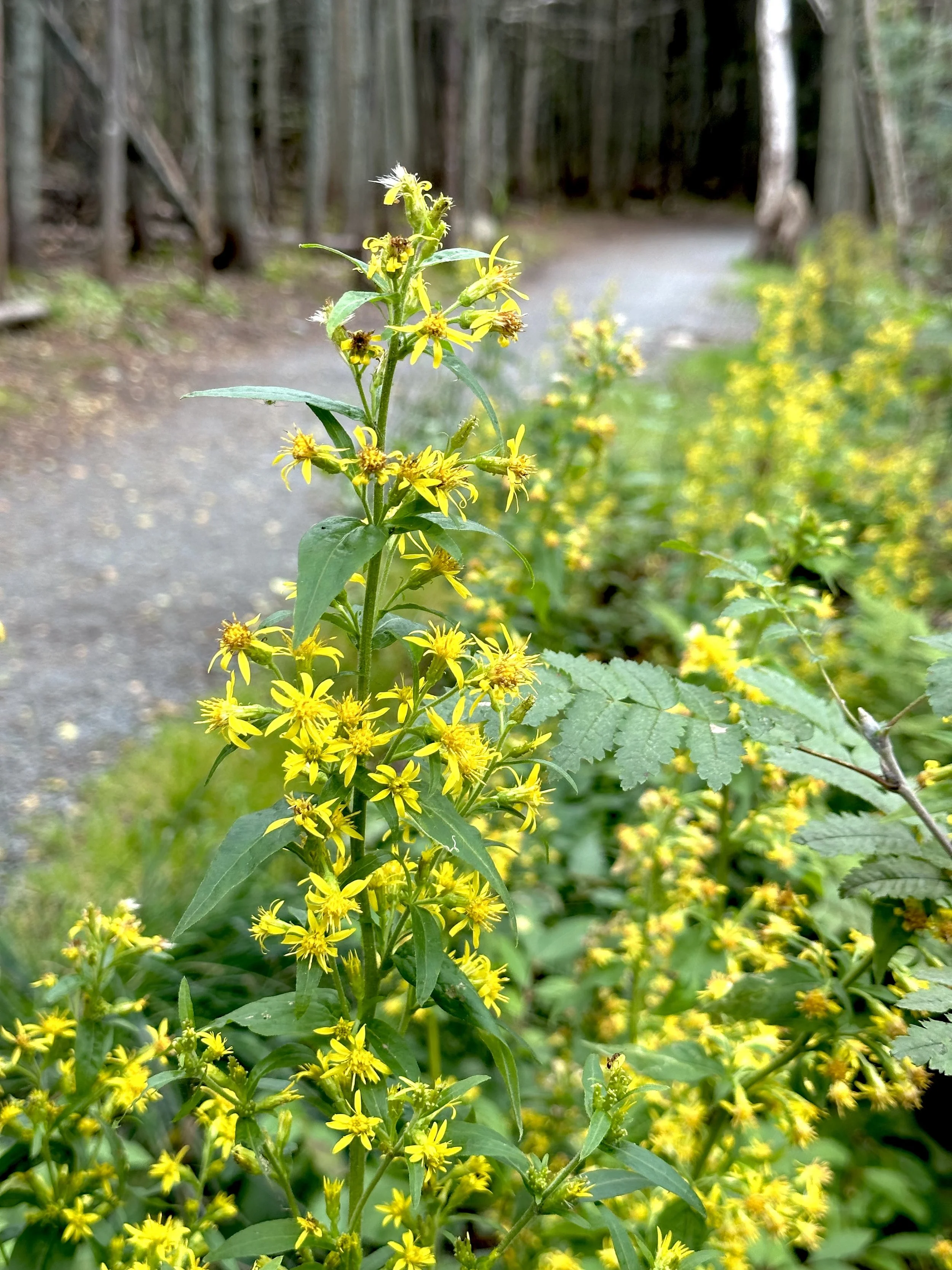 large-leaved goldenrod