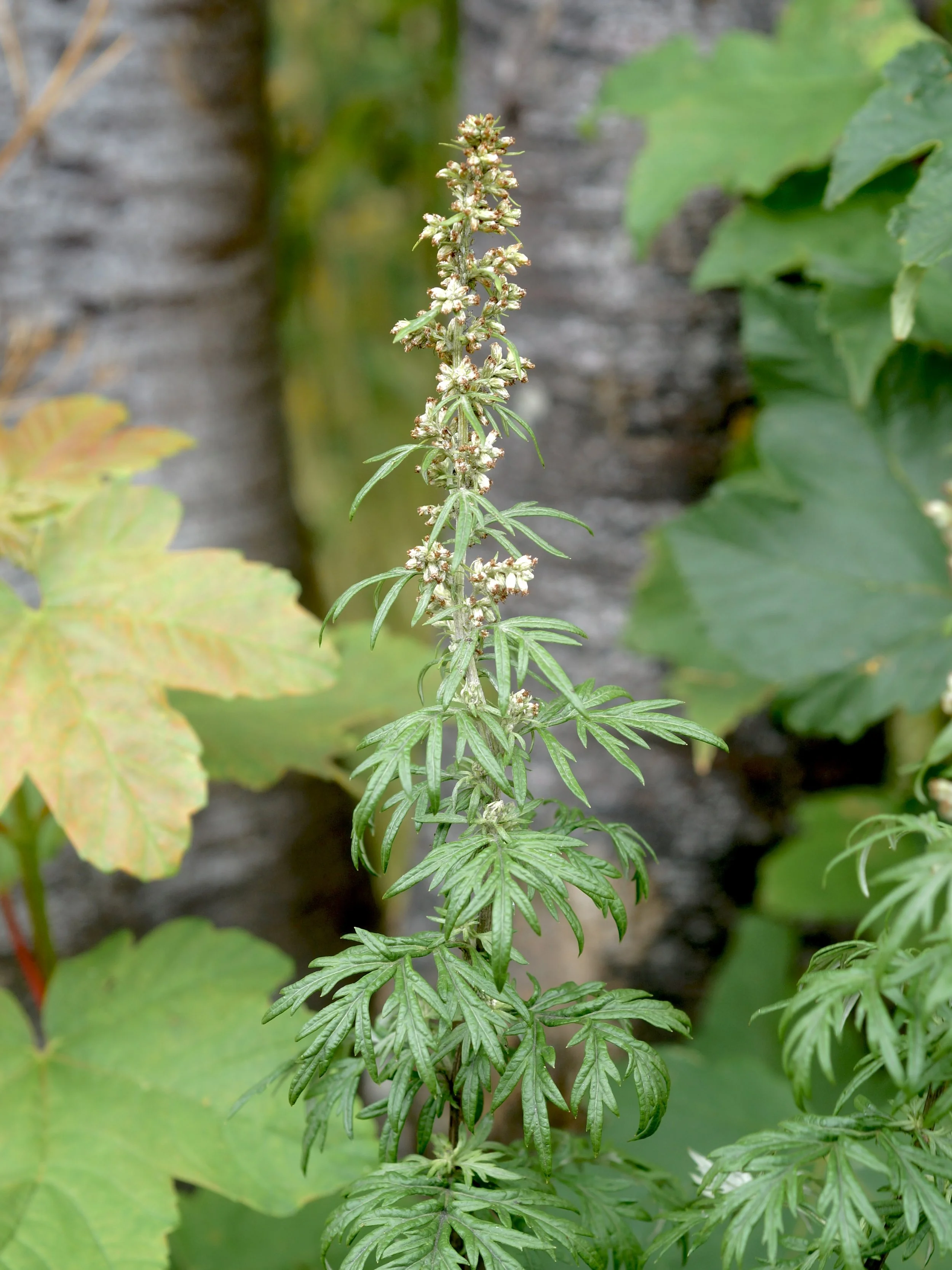 mugwort