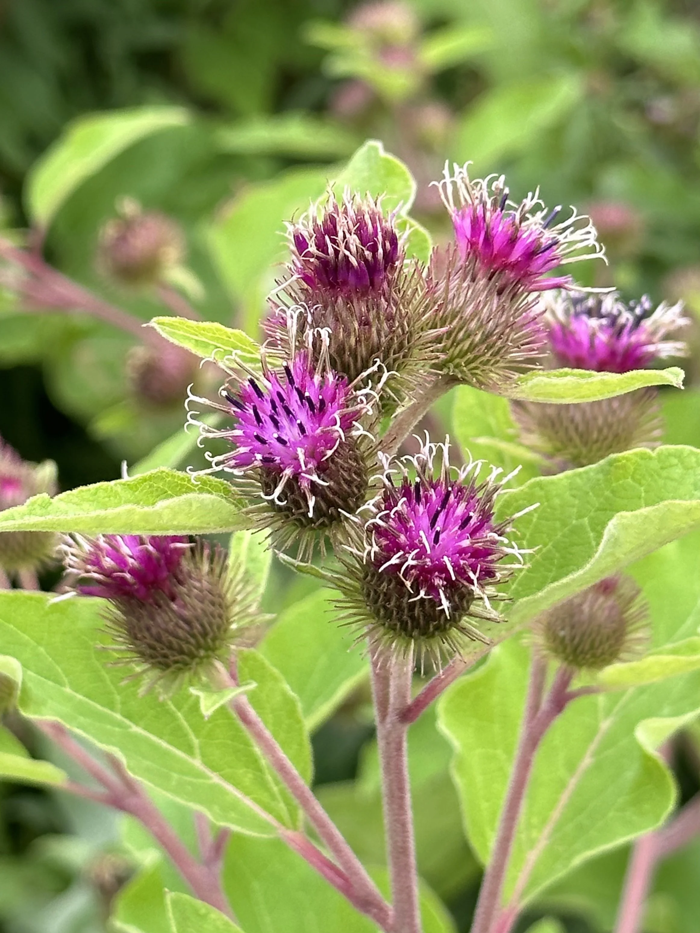 burdock