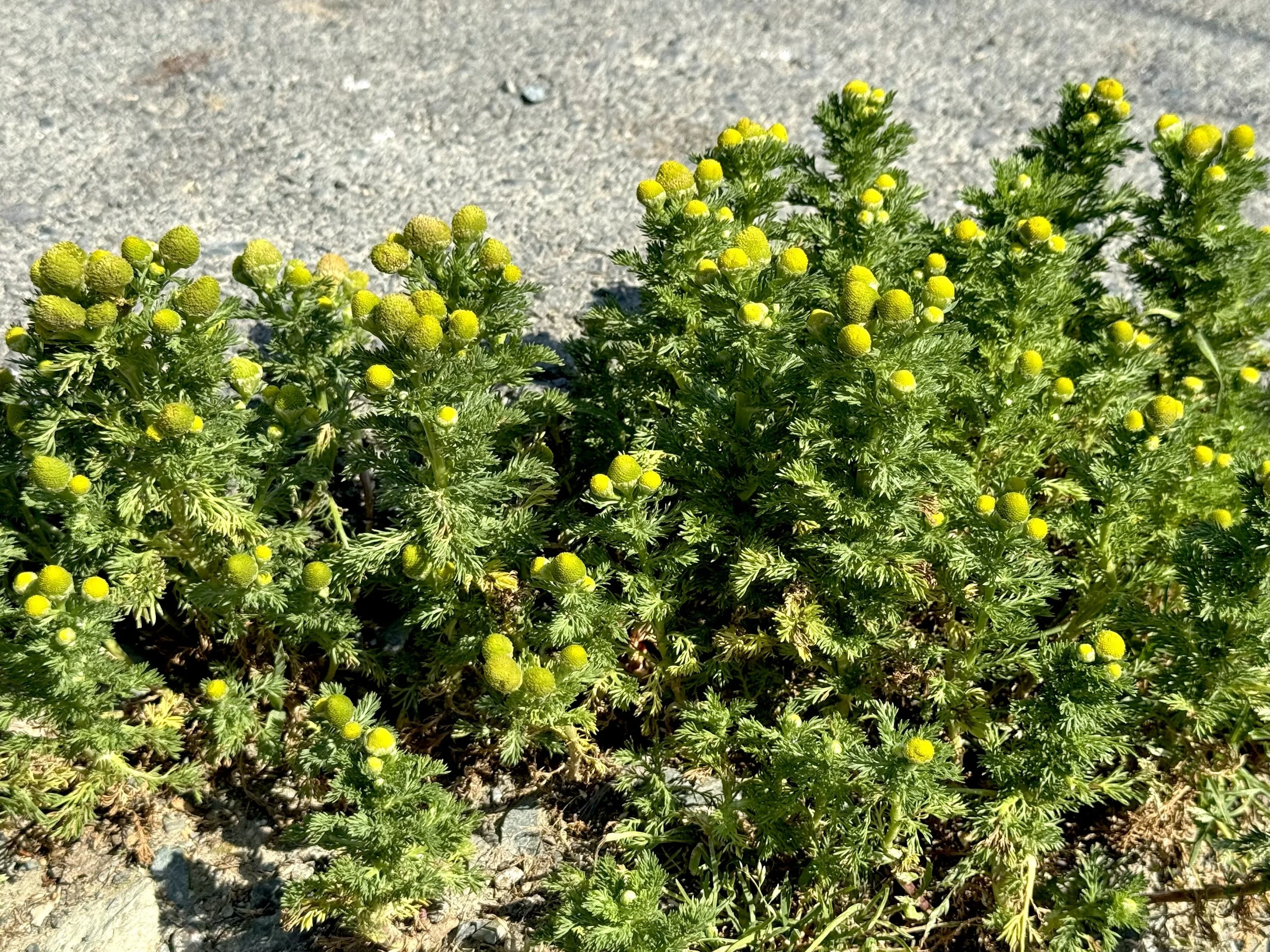 pineapple weed