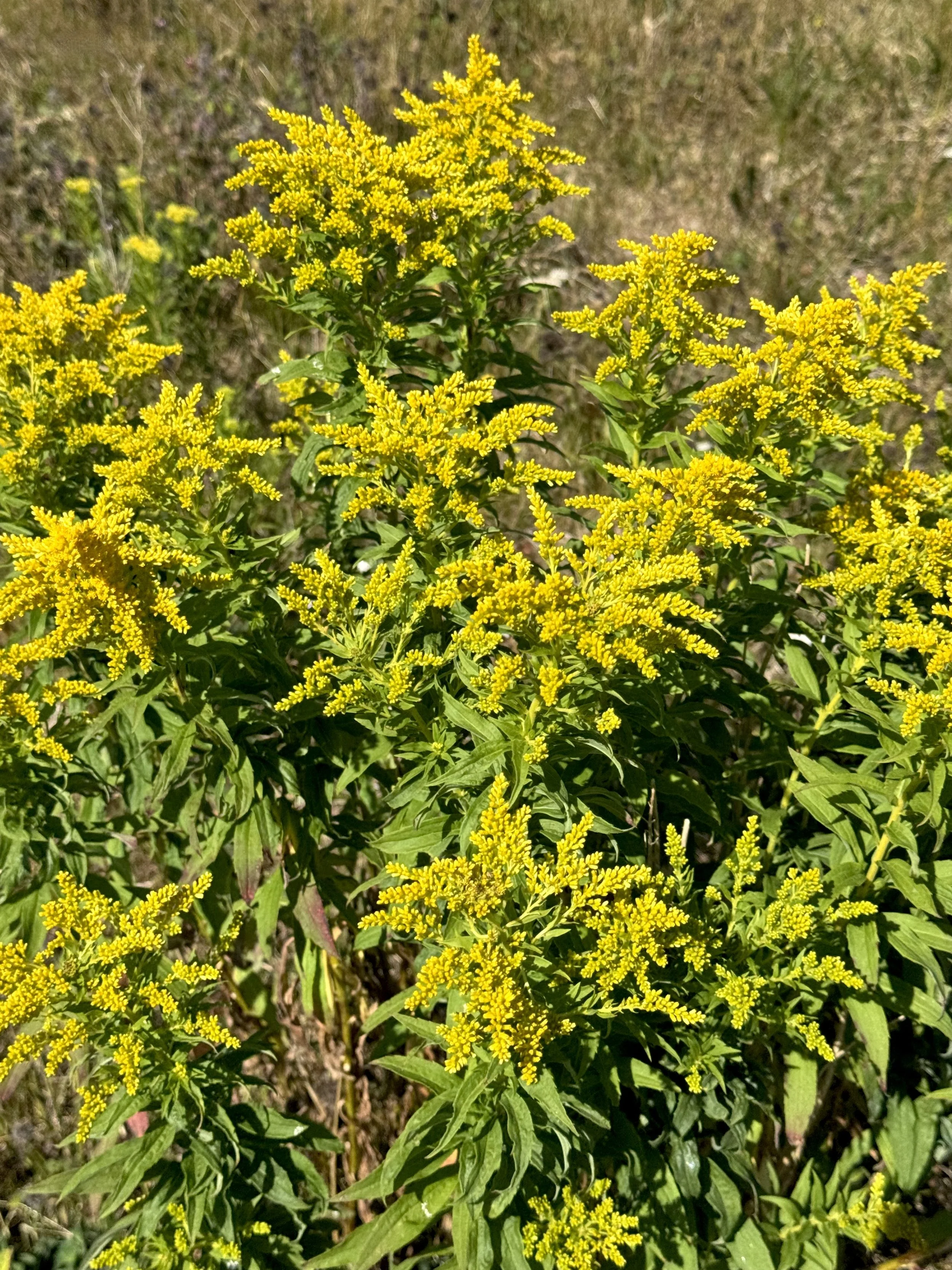 goldenrod