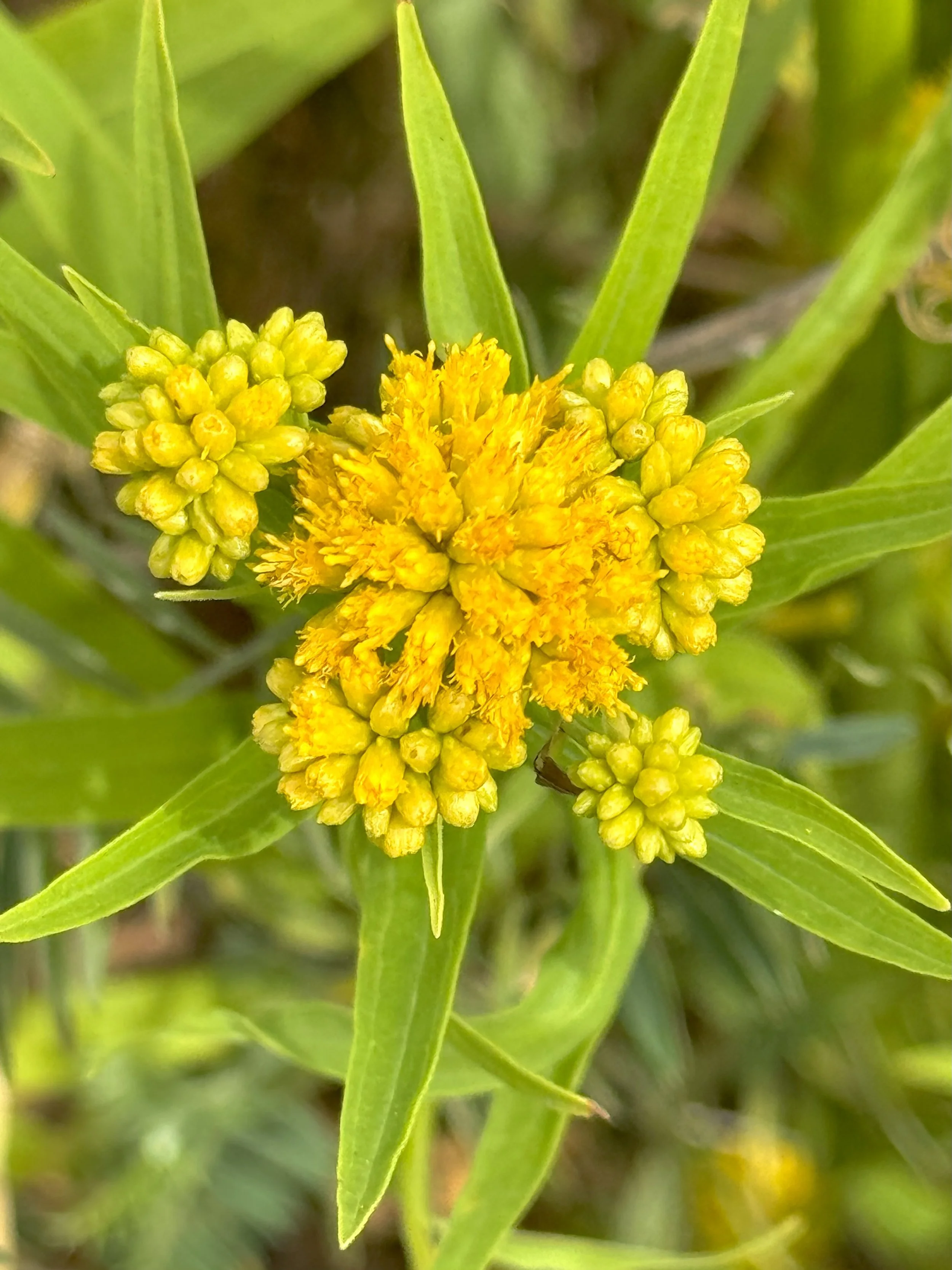 flat-topped goldenrod