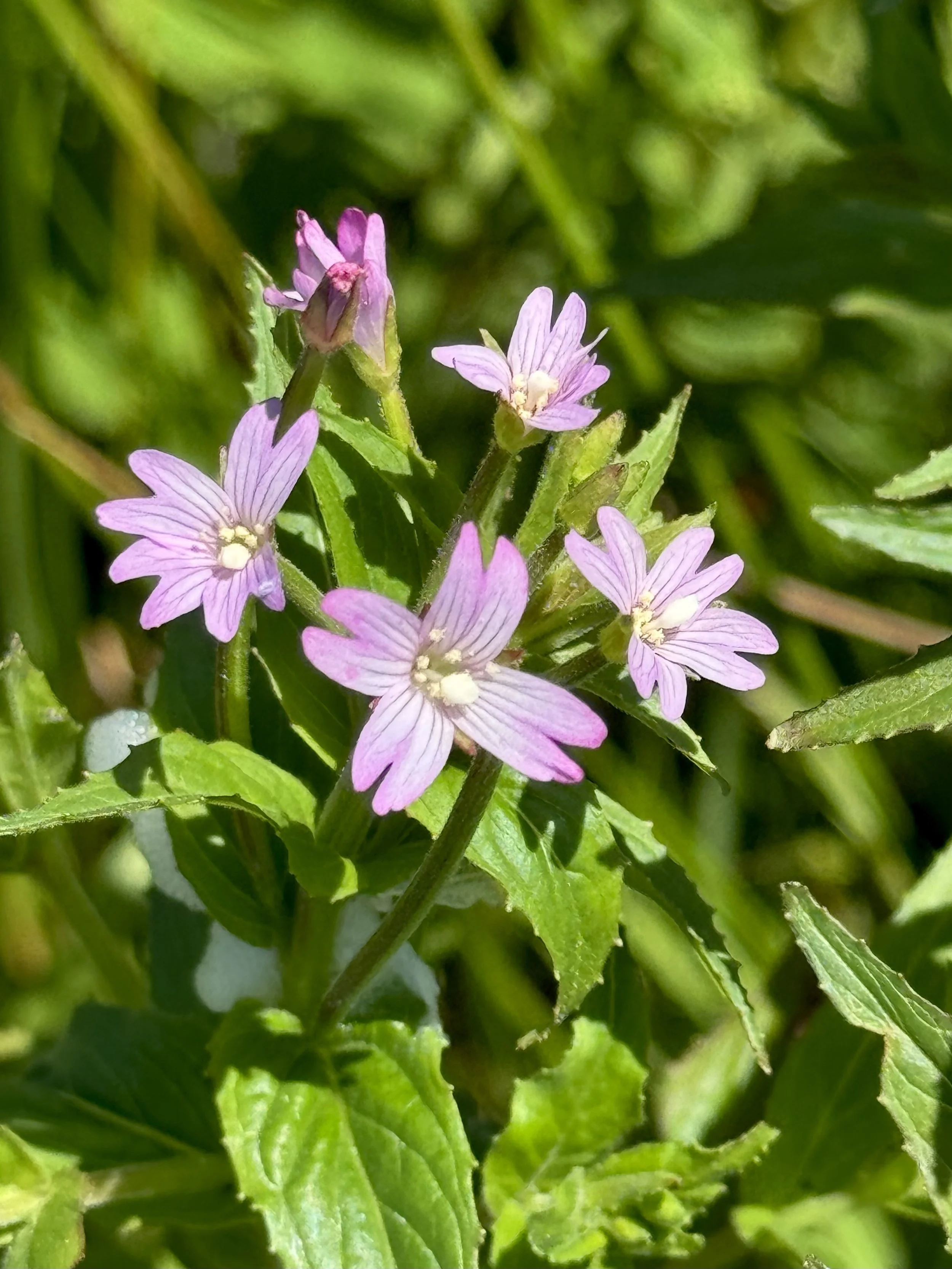 willowherb