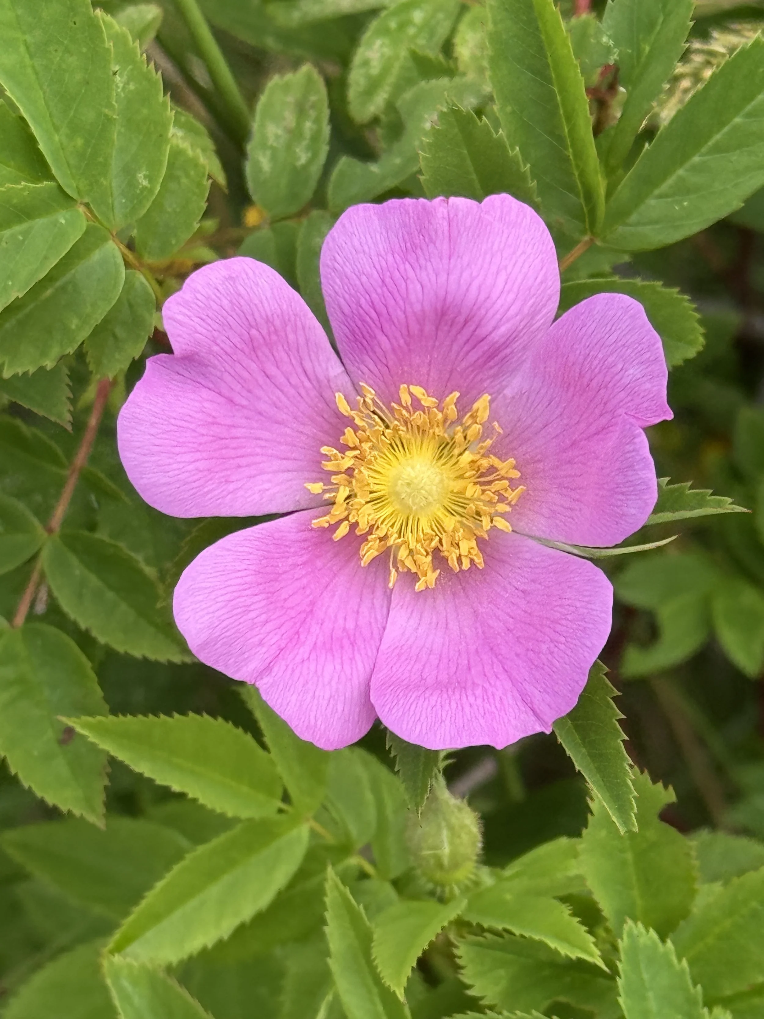 rose