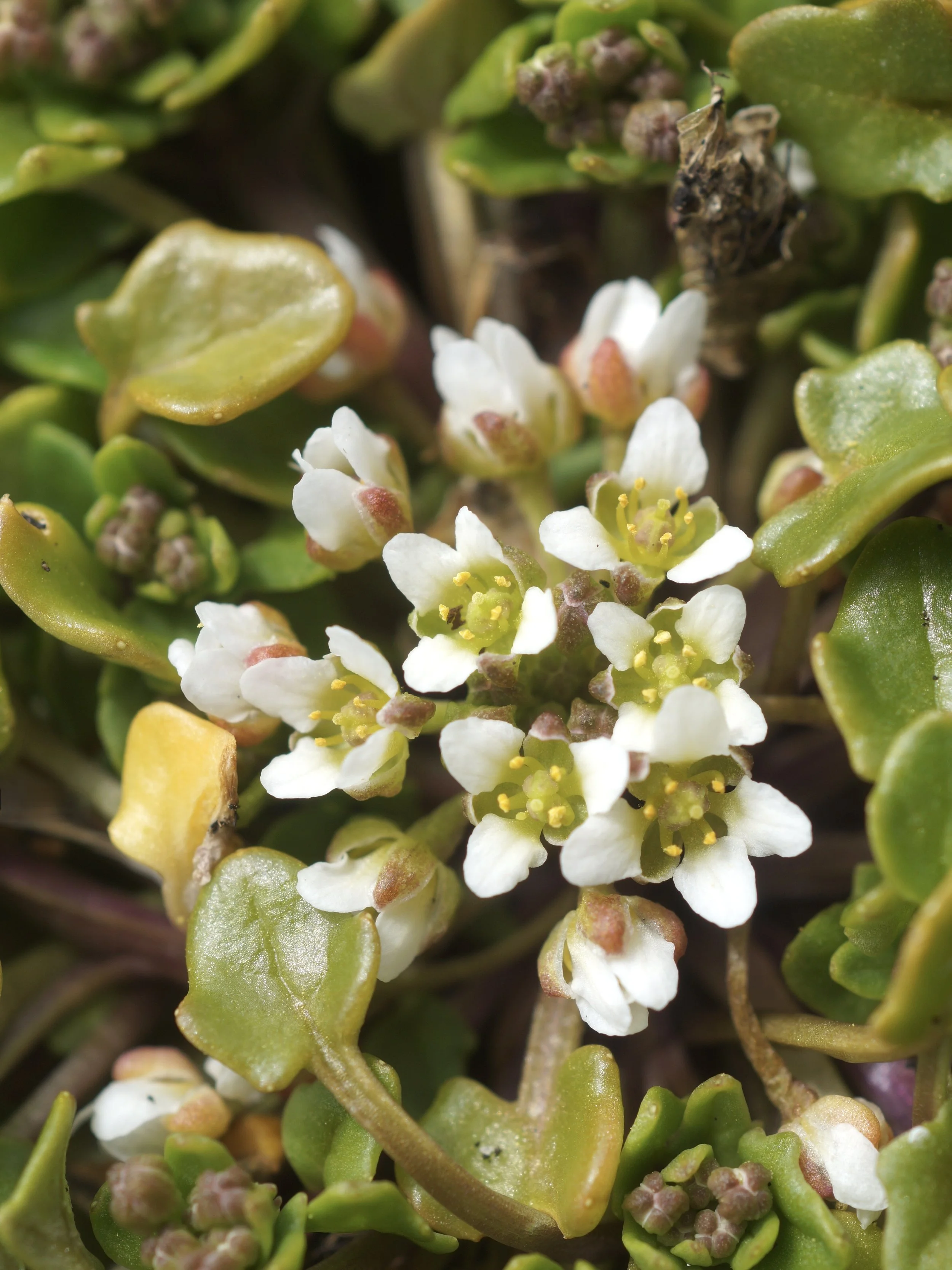 scurvy grass