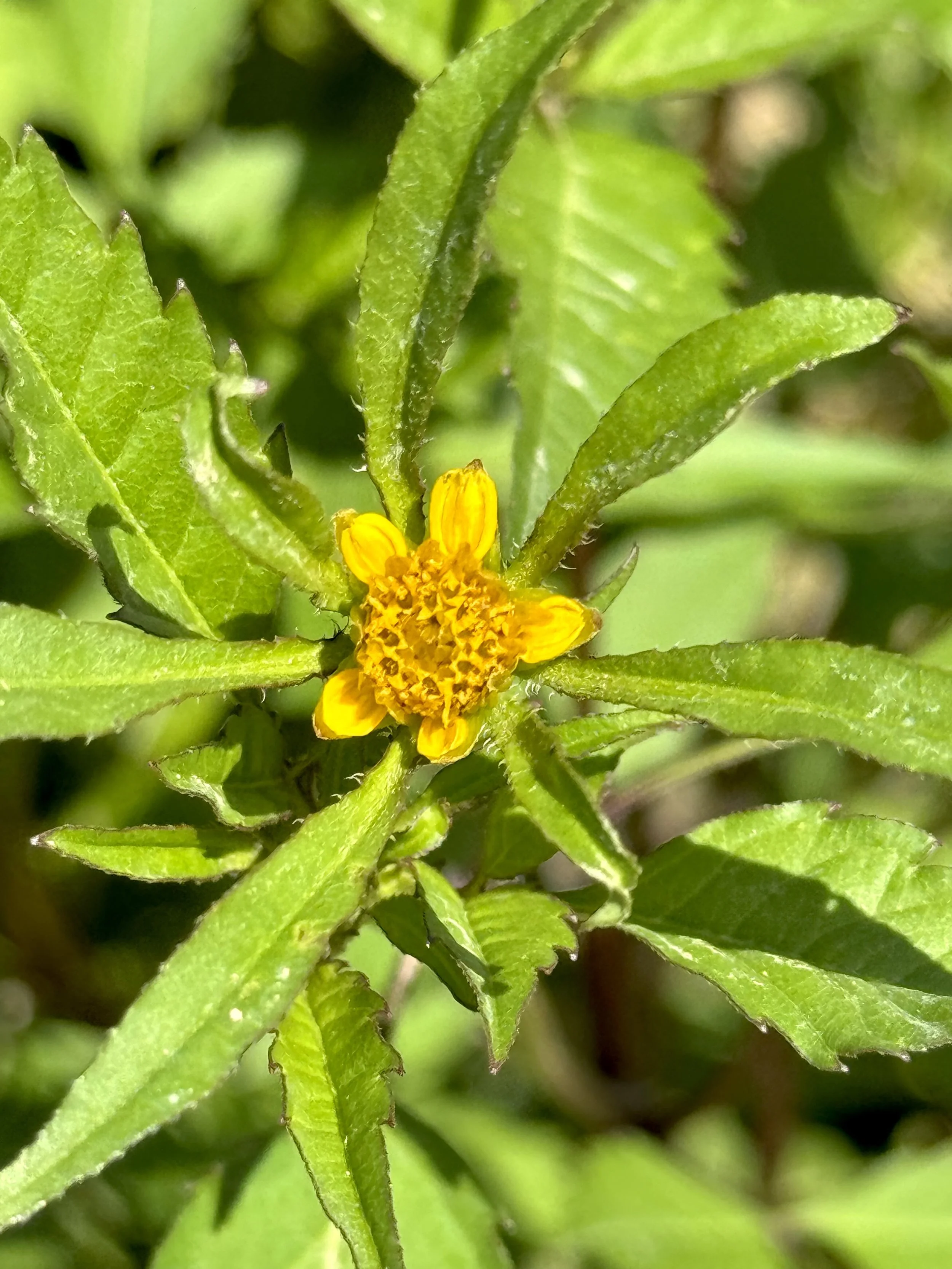 leafy beggarticks