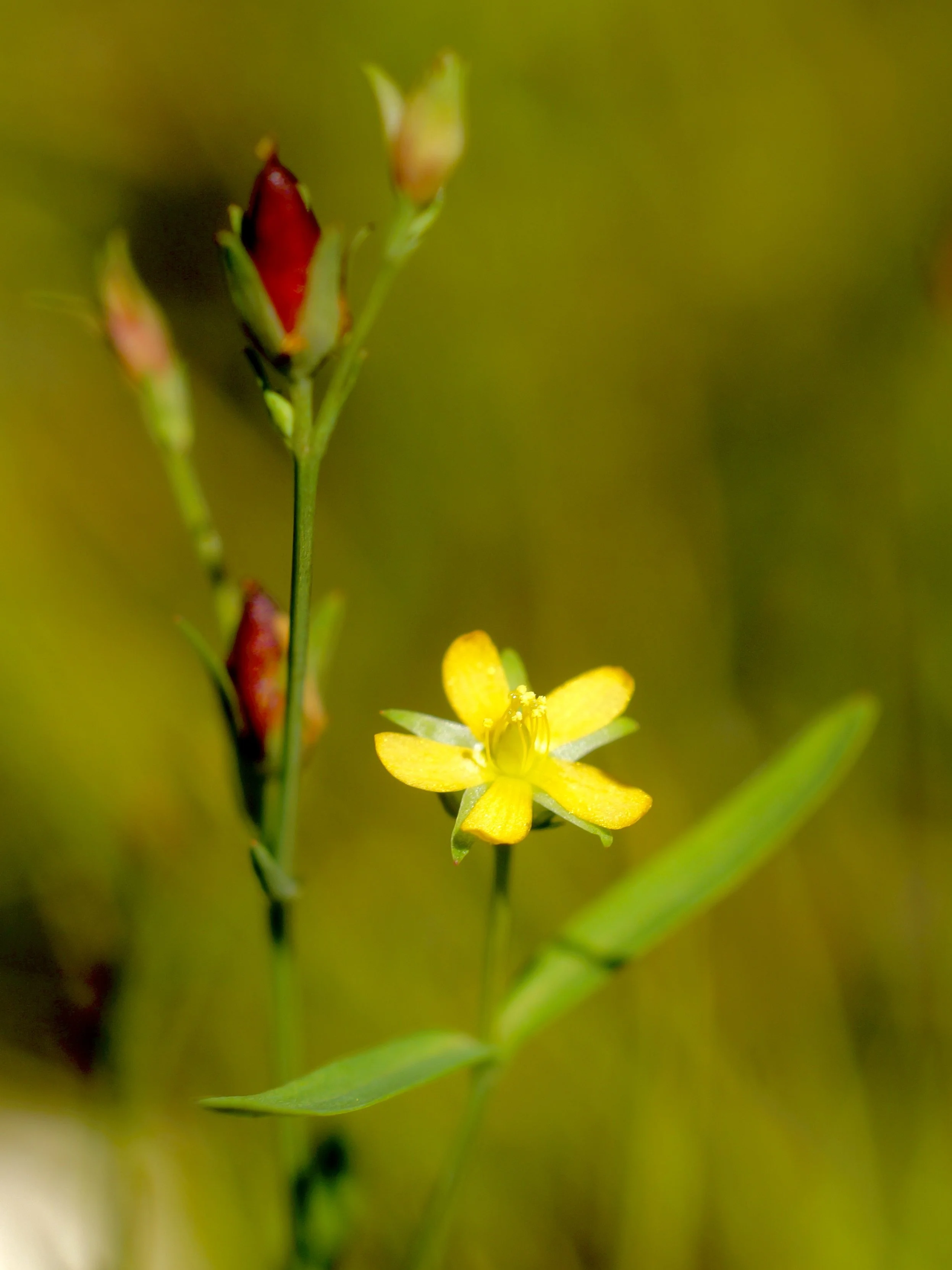 spearwort