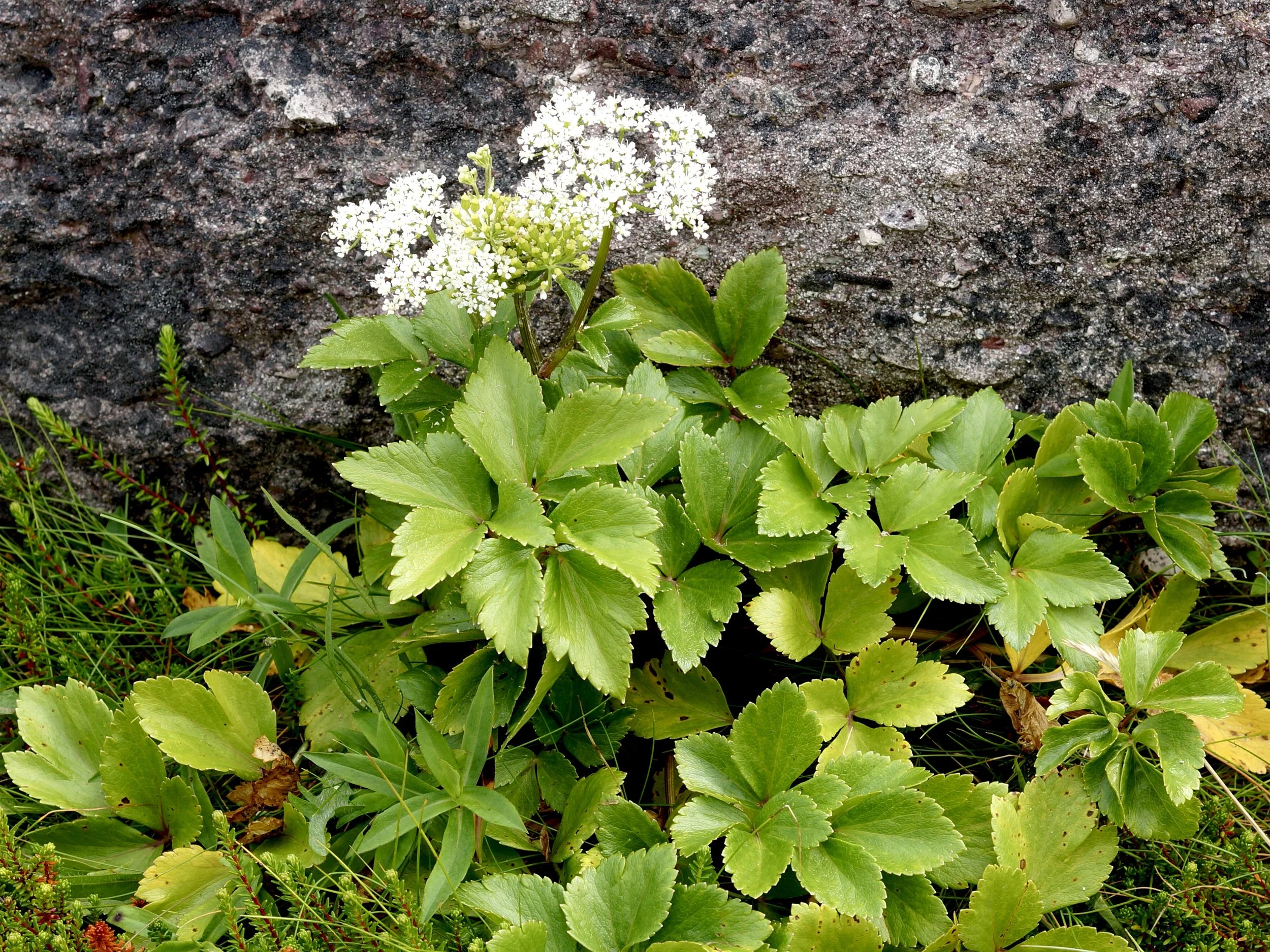 Scotch lovage