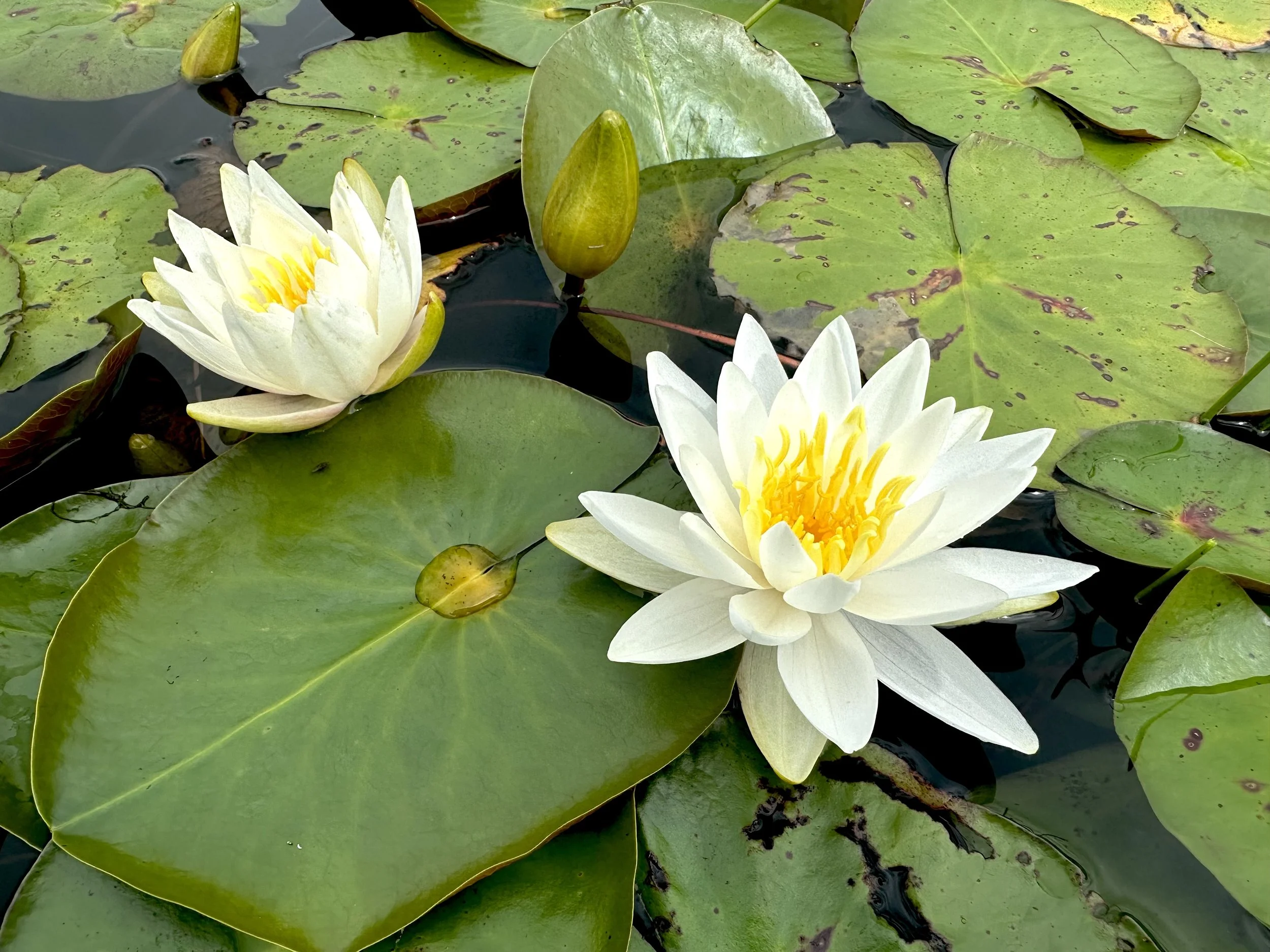 water lily