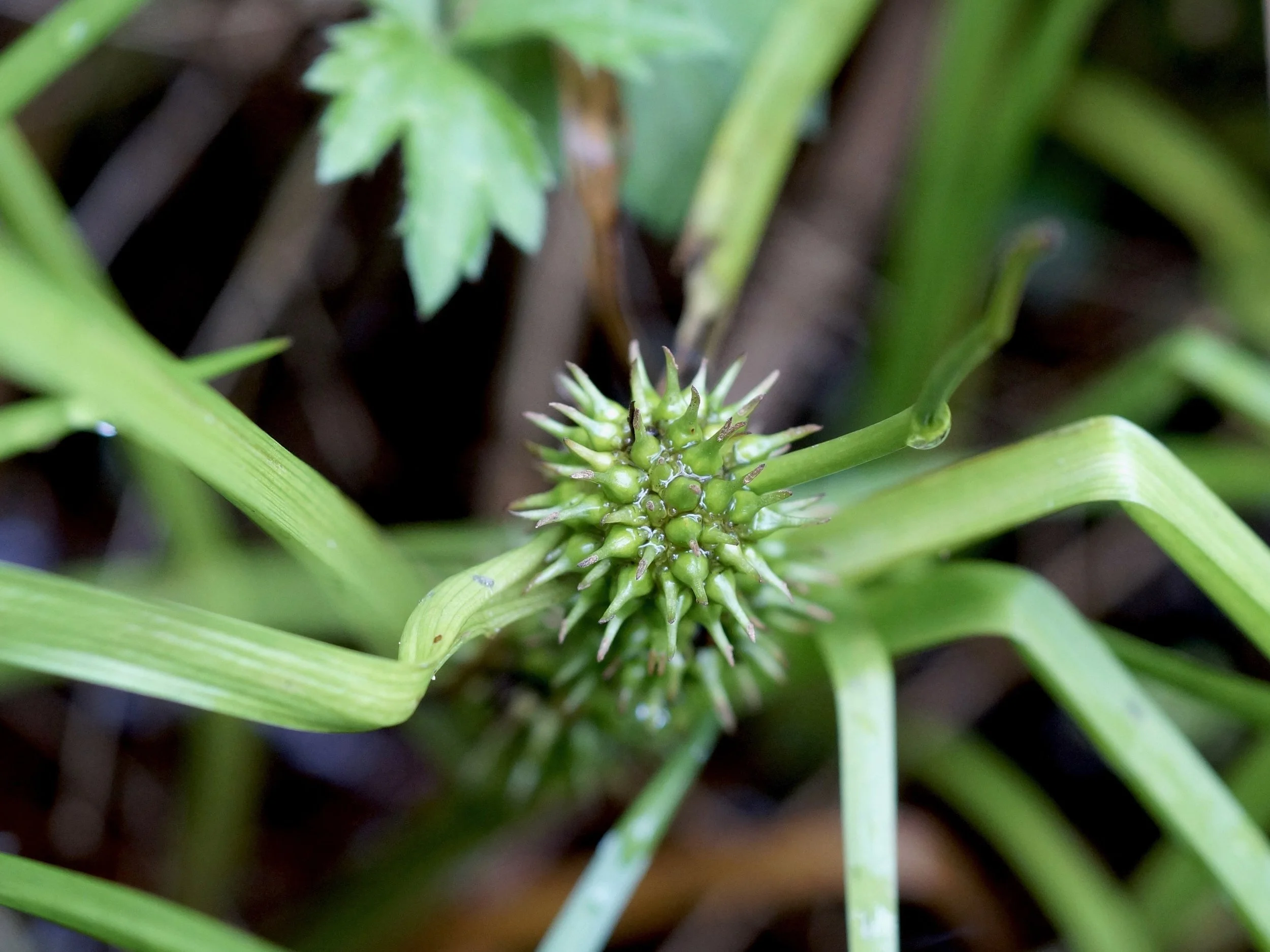 bur-reed