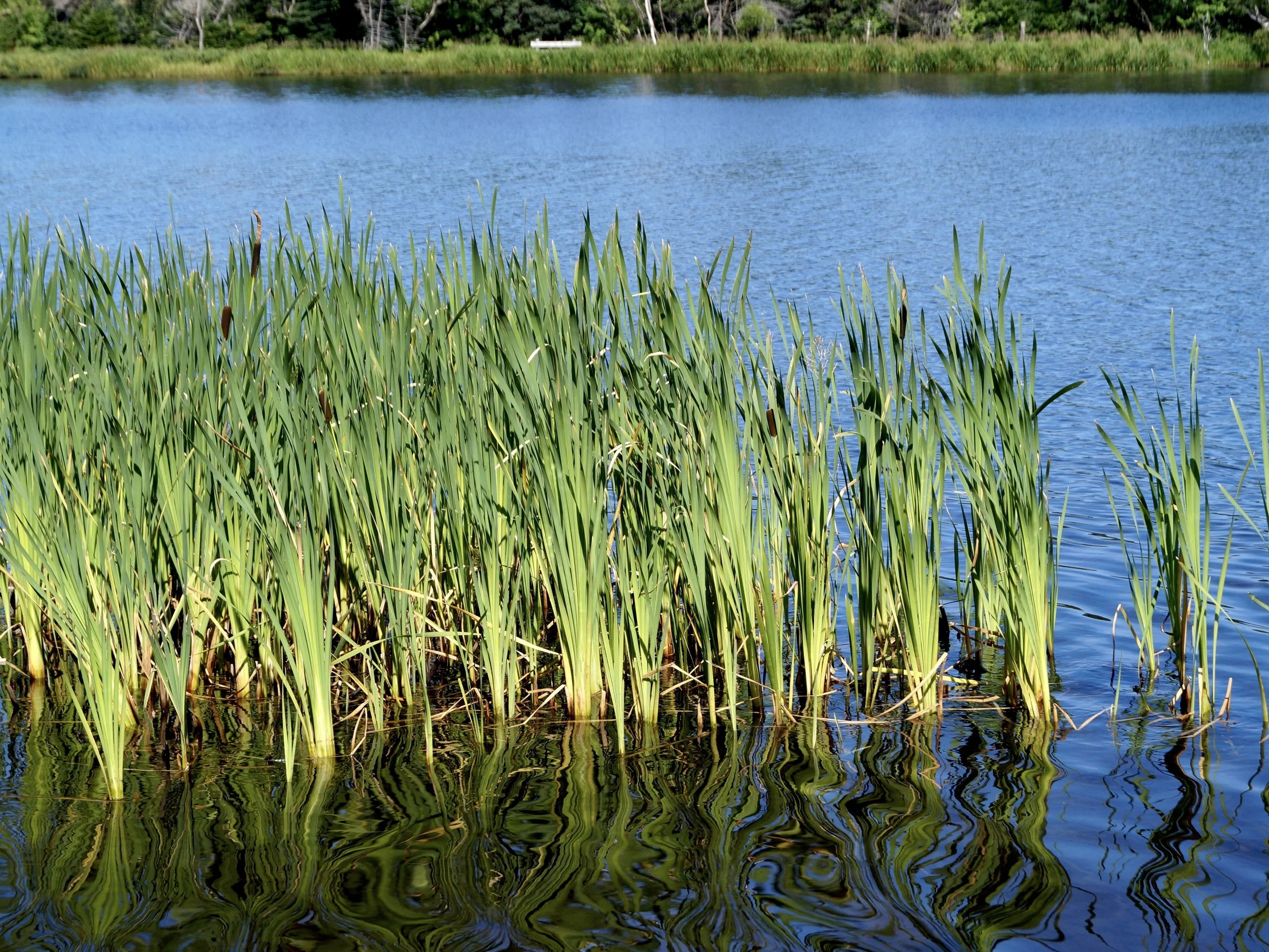cattail