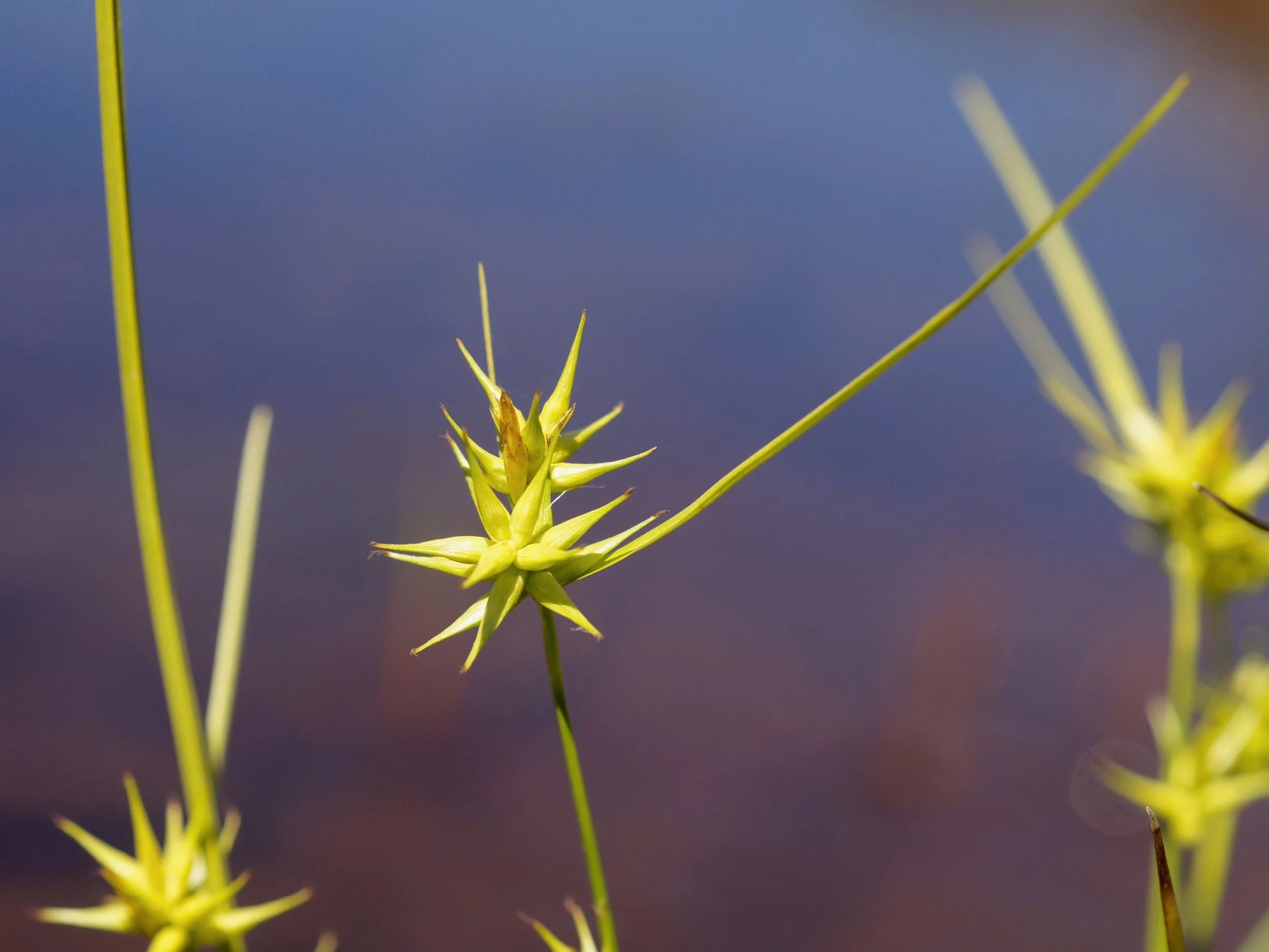 sedge
