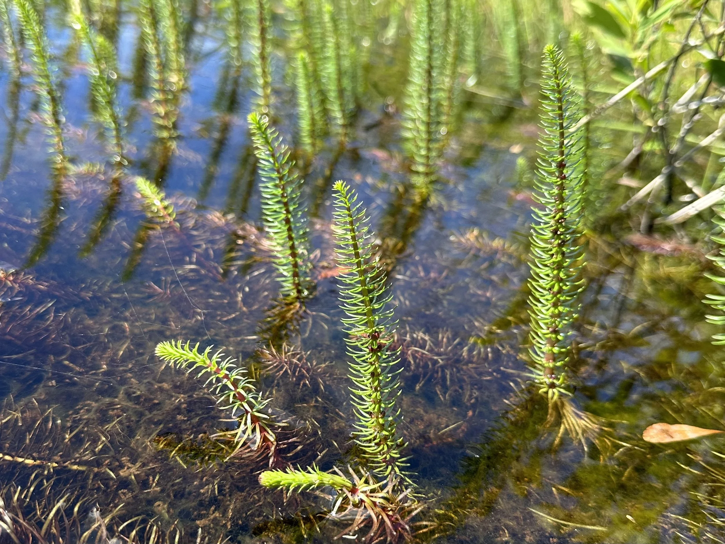 mare's tail