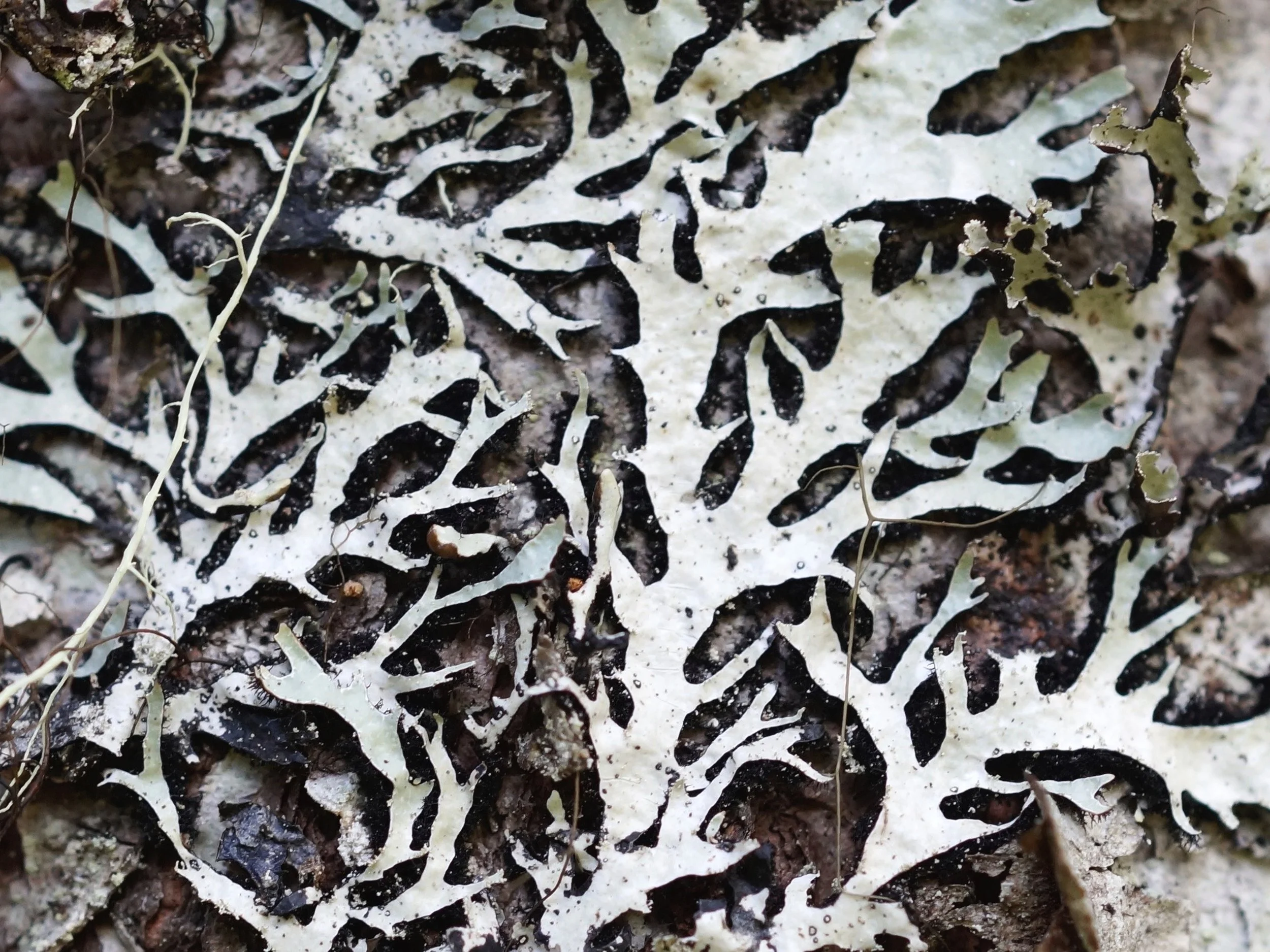 tree lichens