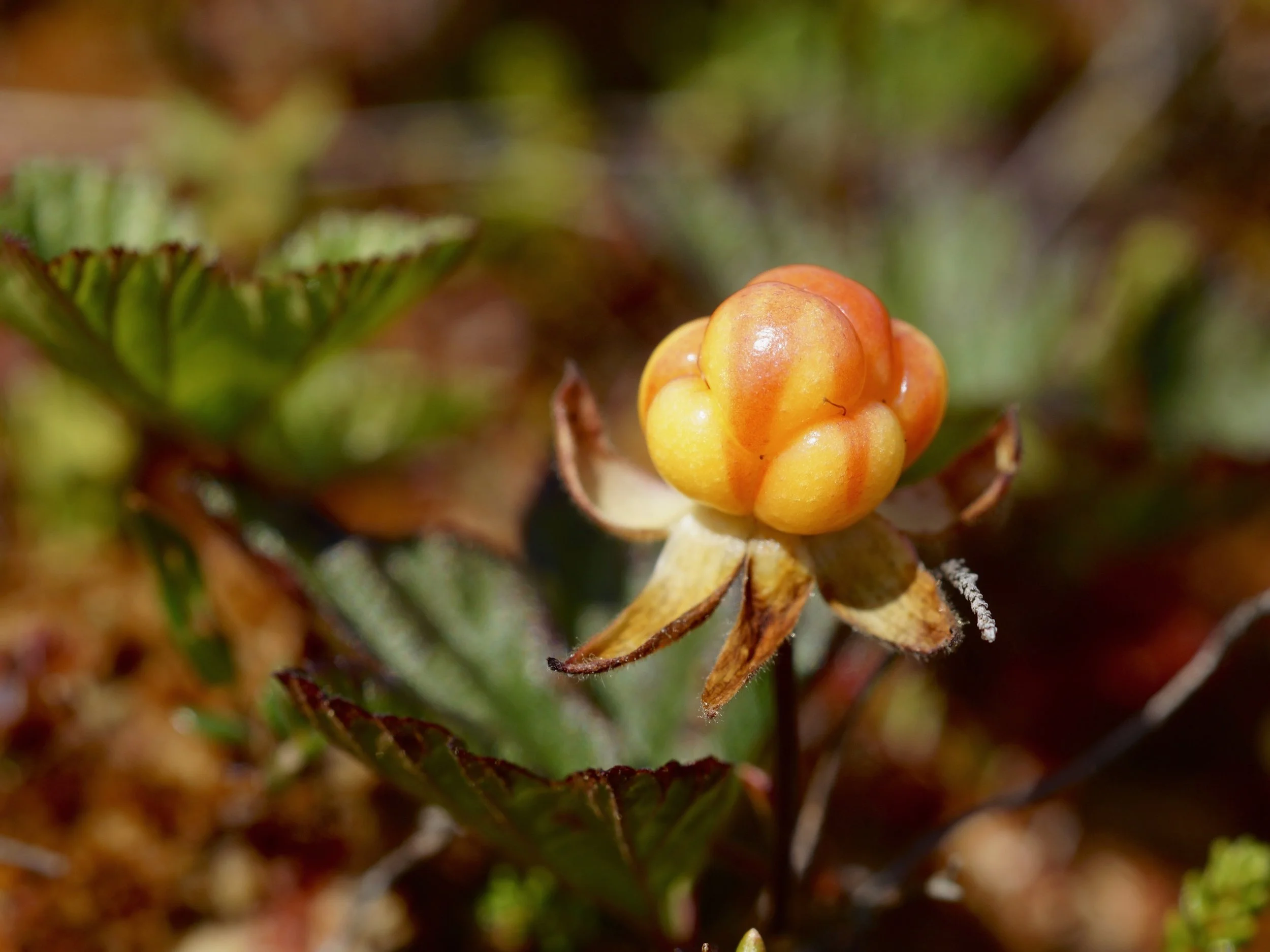 bakeapple (fruit)