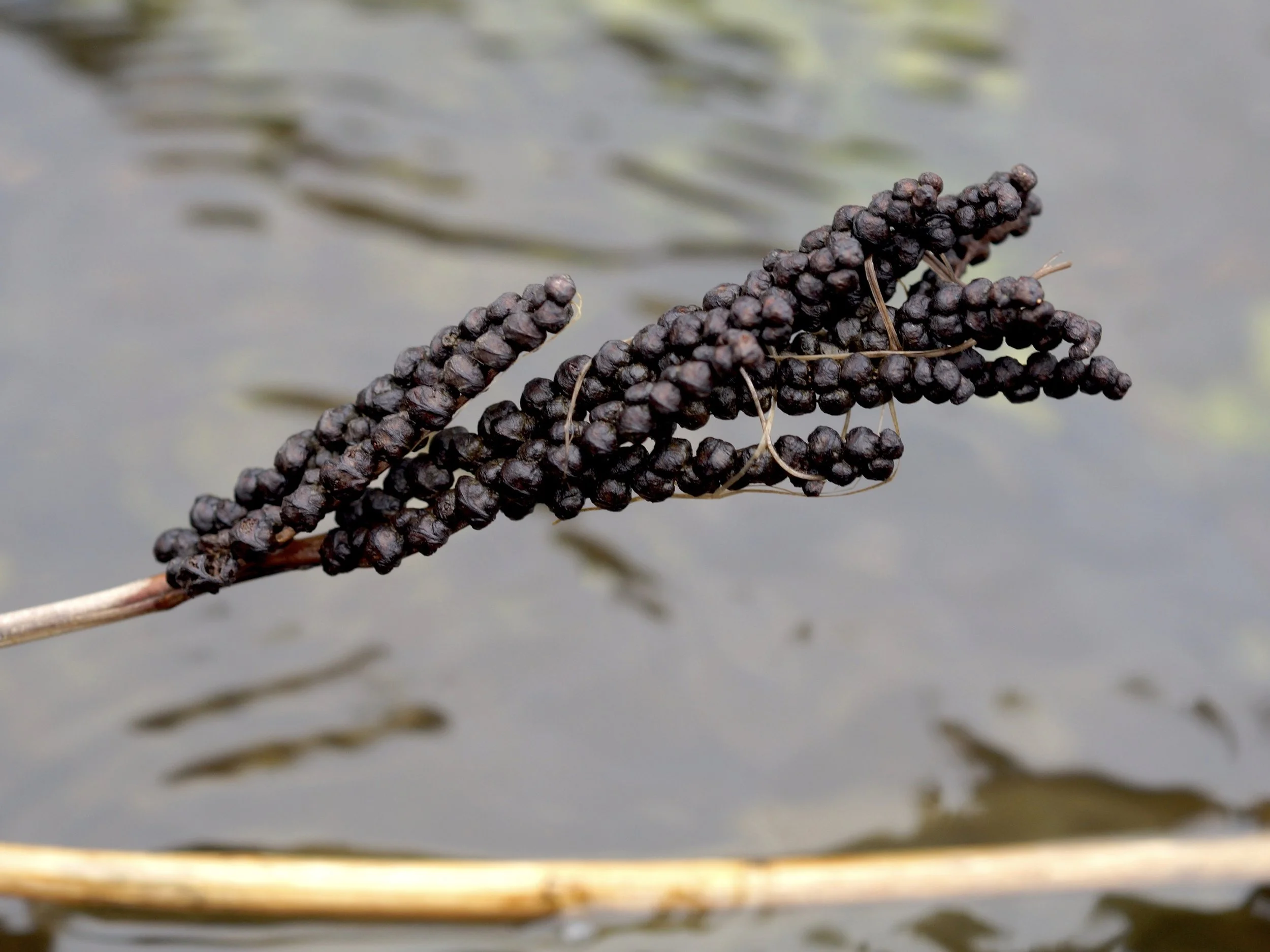 bead fern