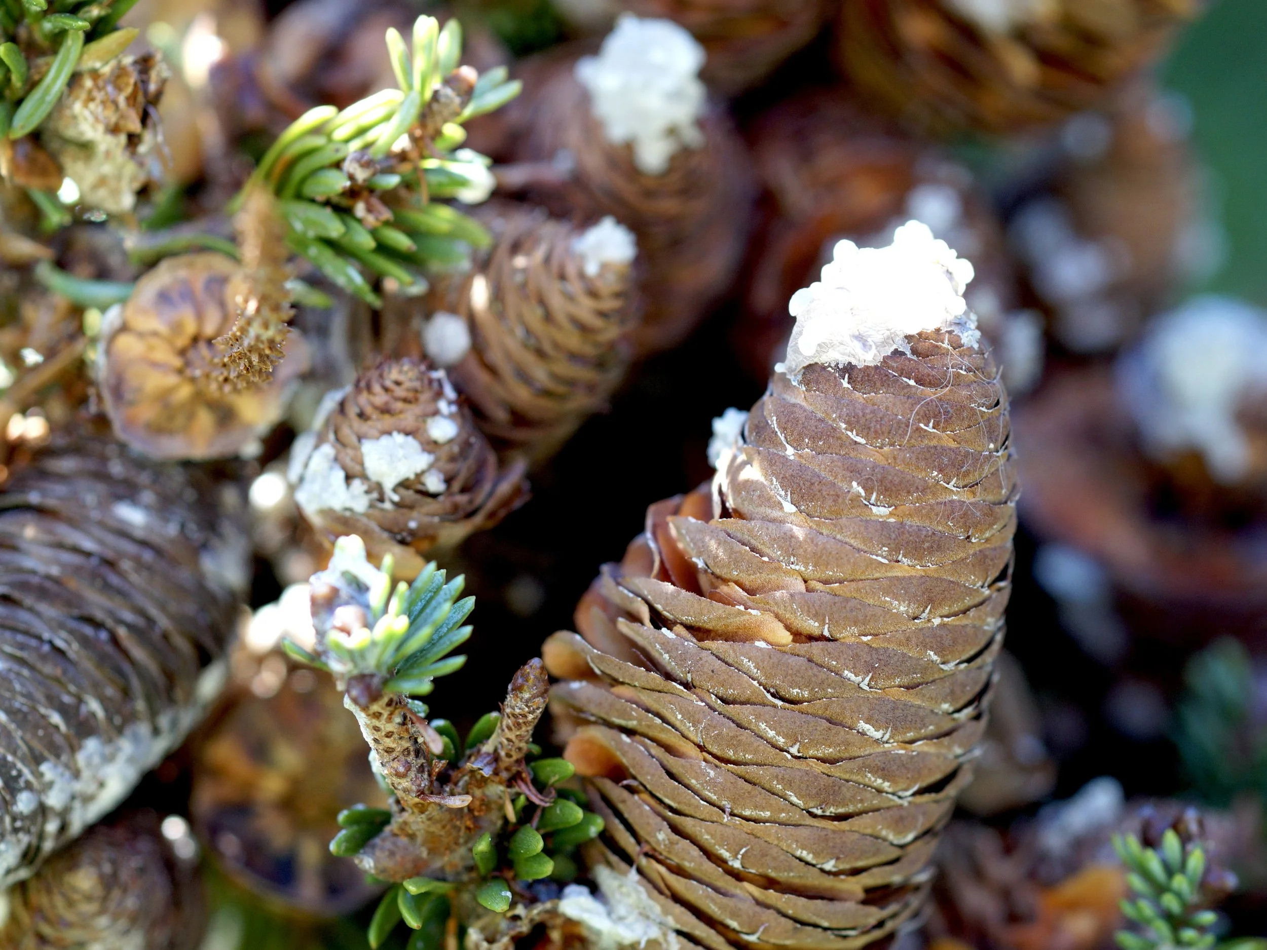 fir cones