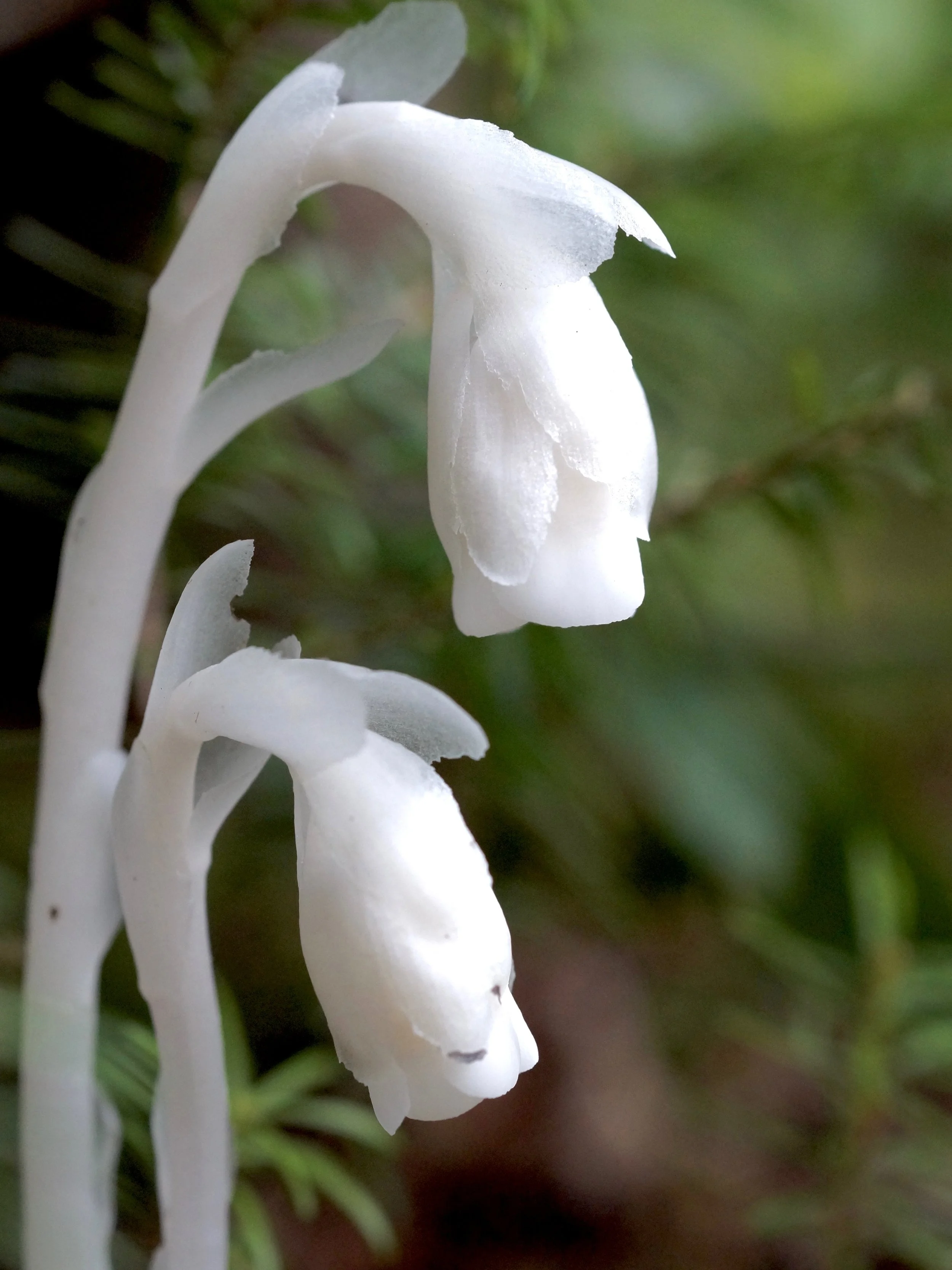 ghost pipe (ghost flower)