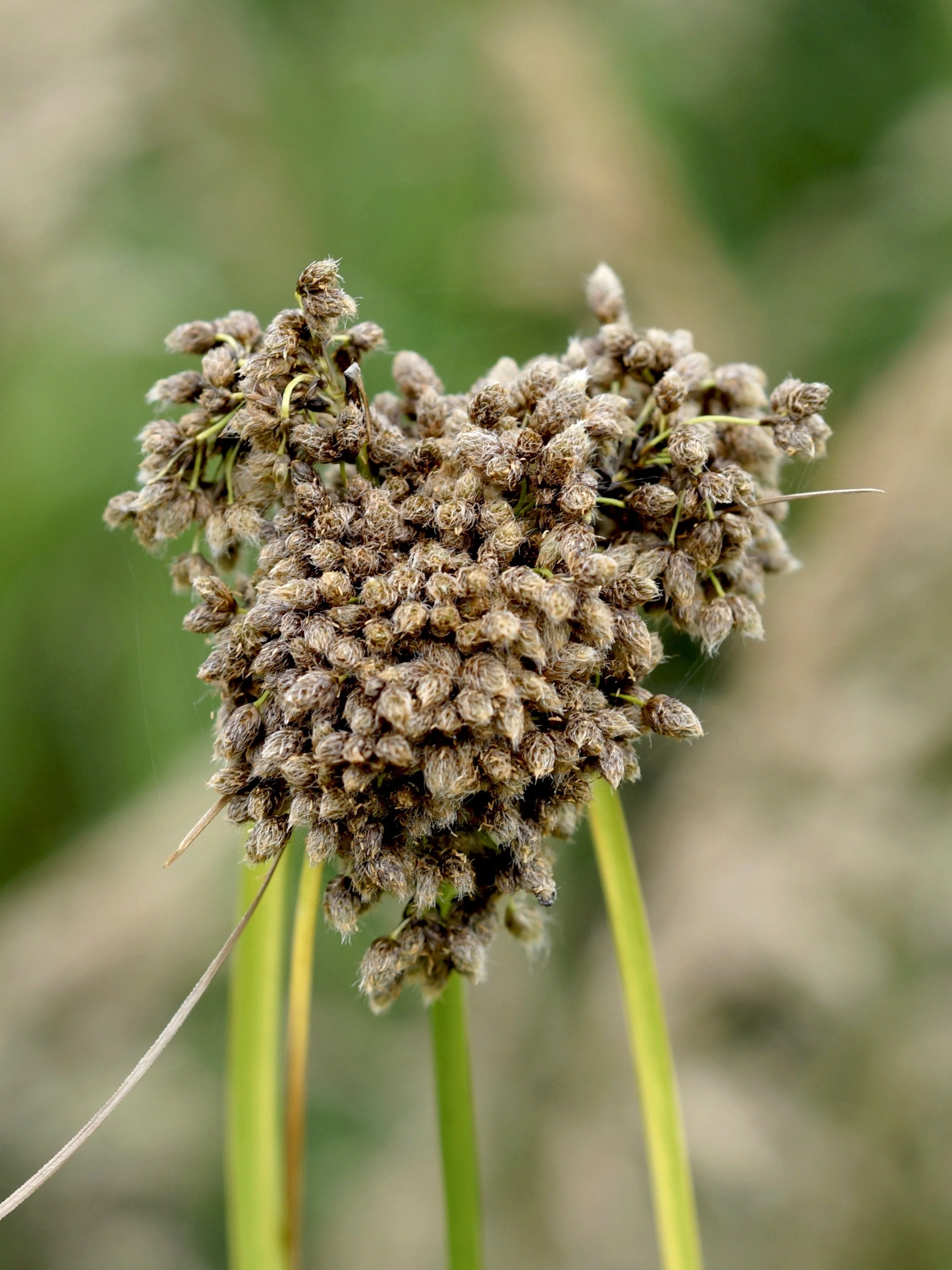 bulrush (sedge)