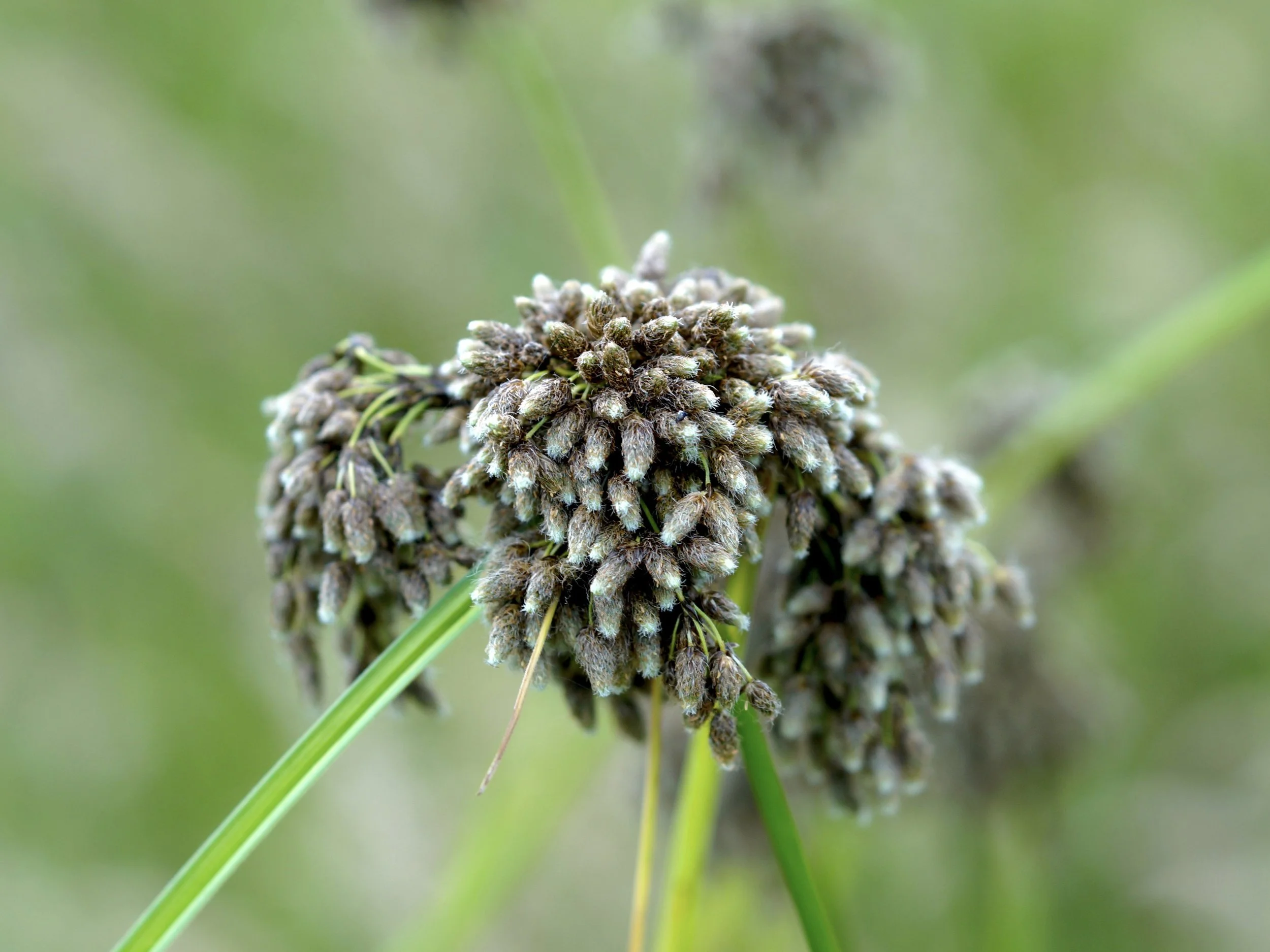 bulrush (sedge)