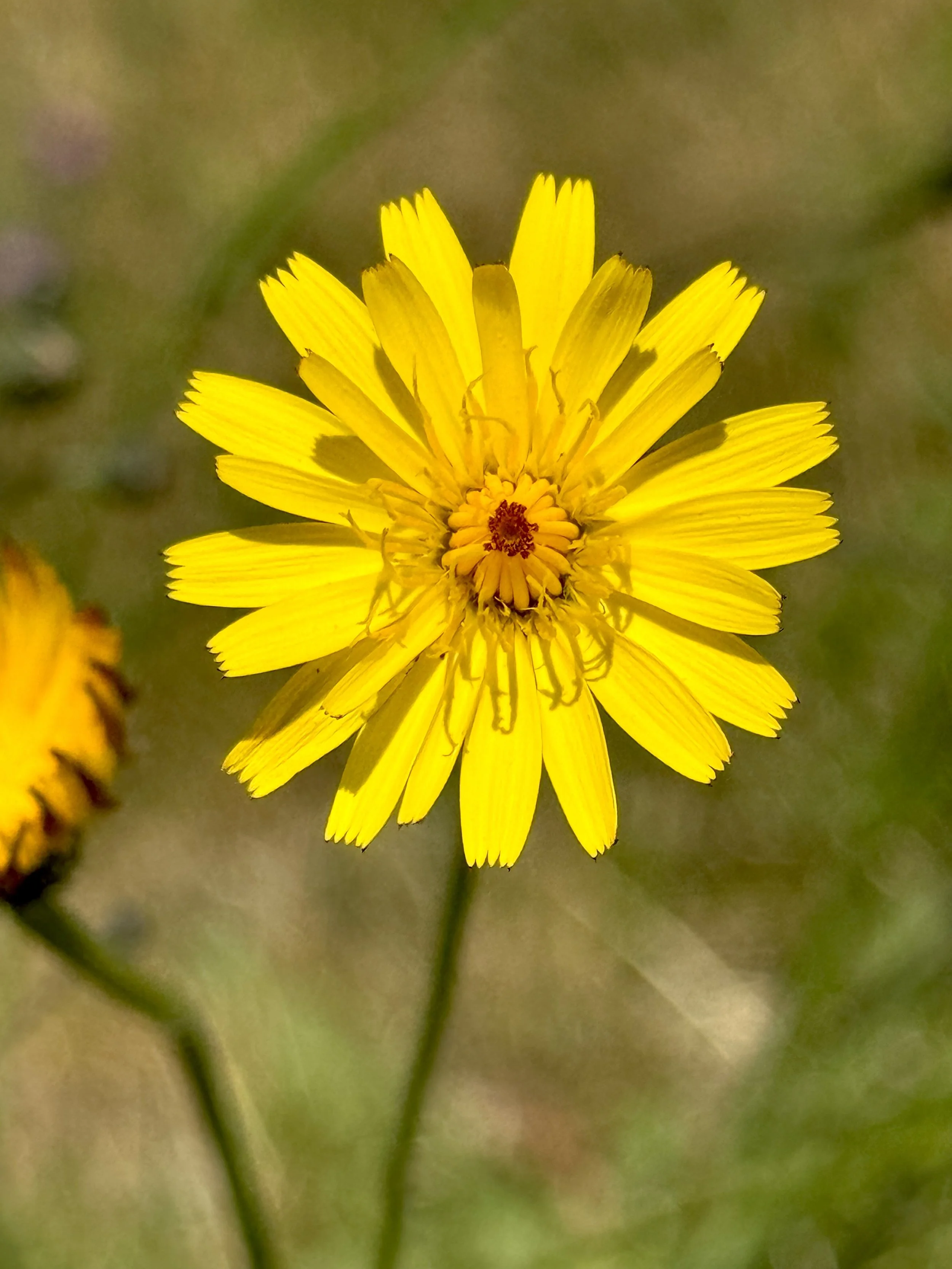 cat's ear